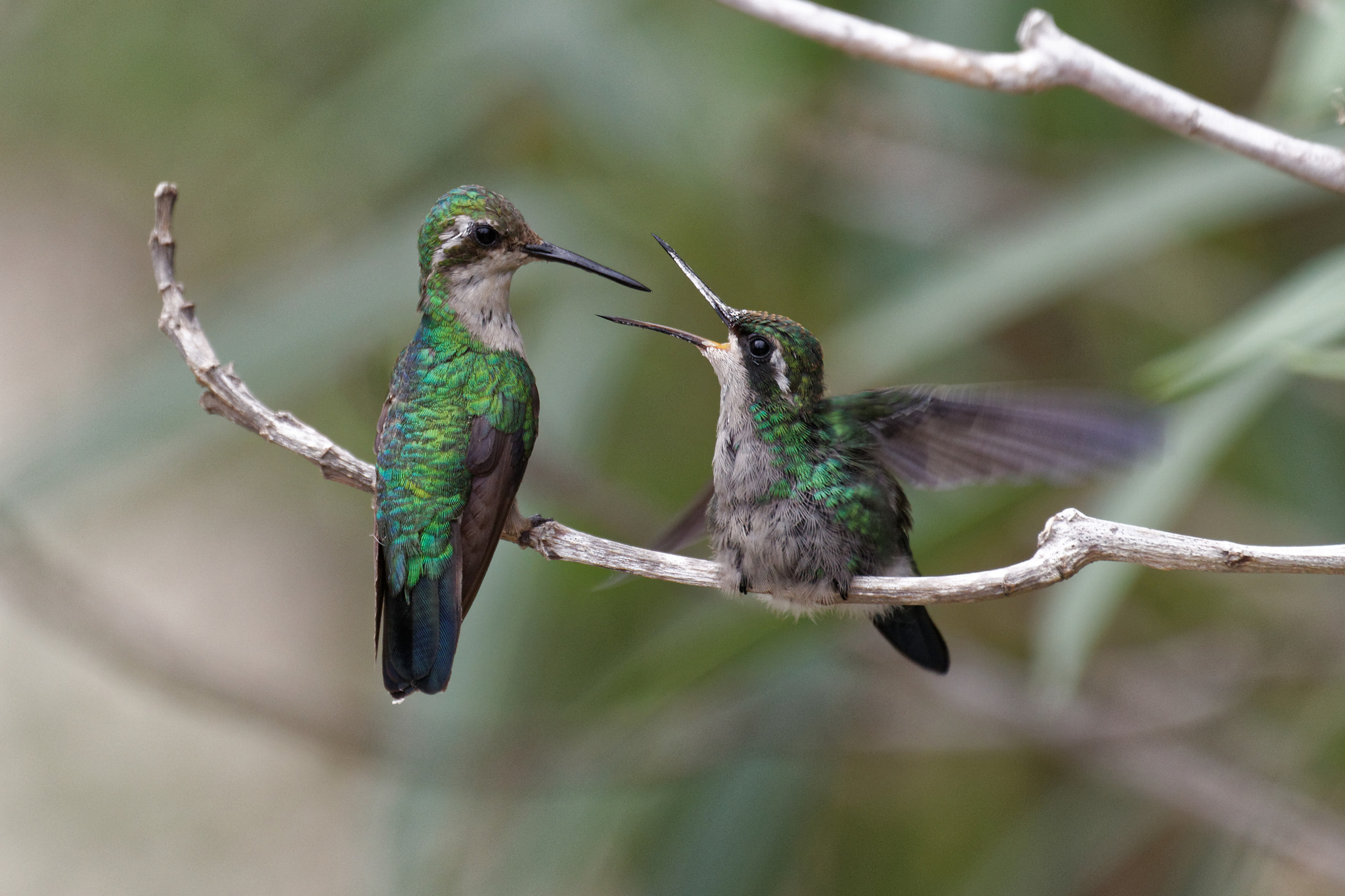 Canon EF 70-300mm F4-5.6L IS USM sample photo. Hummingbird mom feeds young photography
