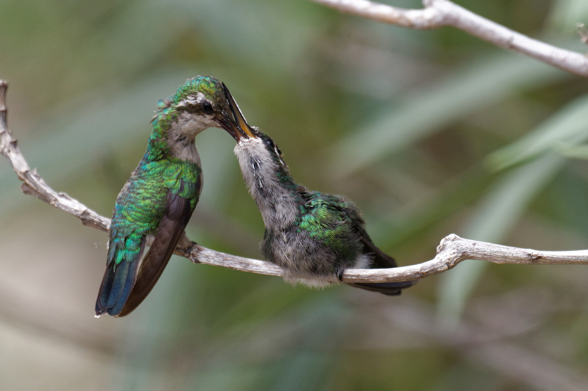 Canon EOS 70D + Canon EF 70-300mm F4-5.6L IS USM sample photo. Hummingbird mom feeds young photography