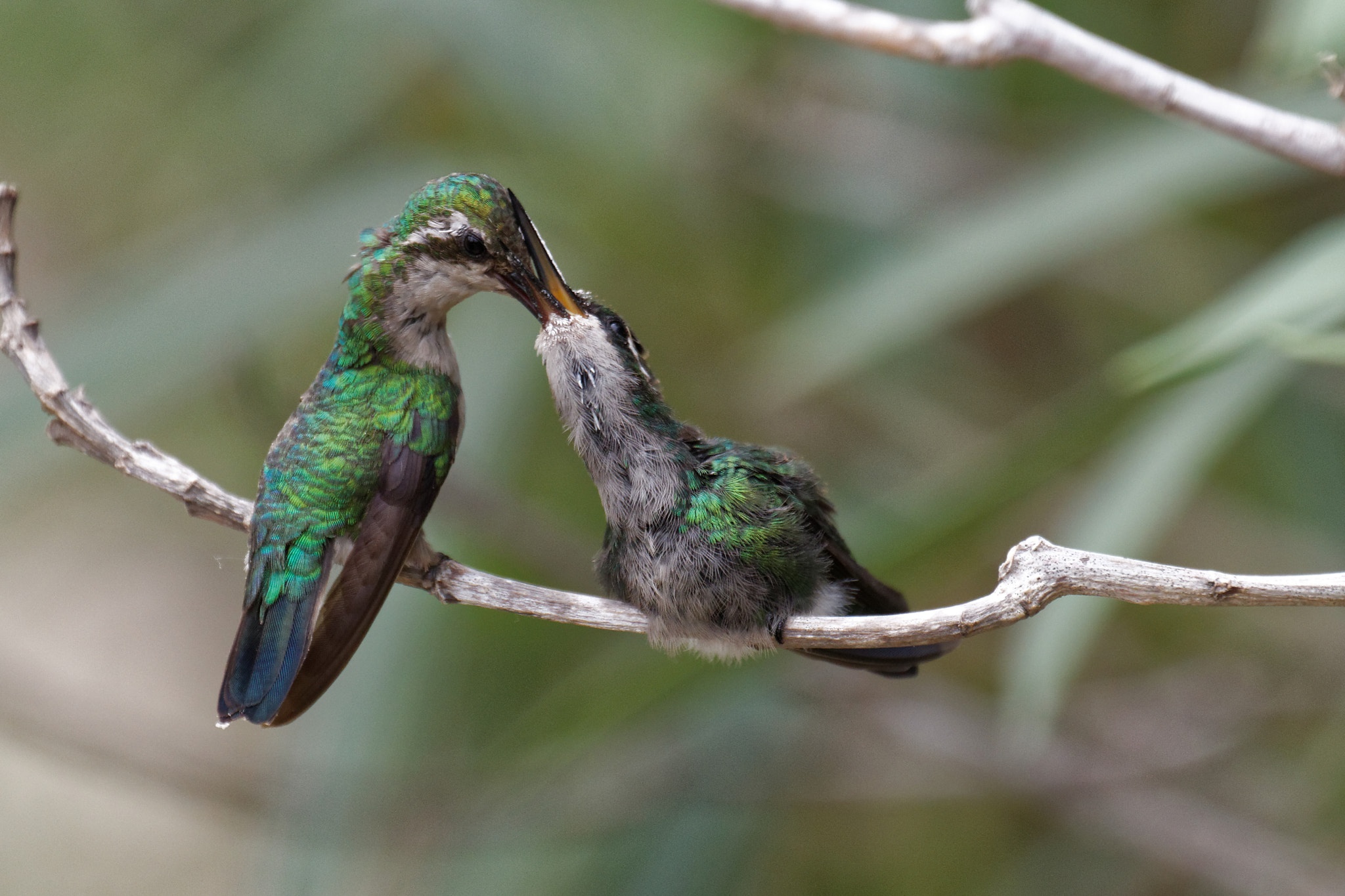 Canon EF 70-300mm F4-5.6L IS USM sample photo. Hummingbird mom feeds young photography