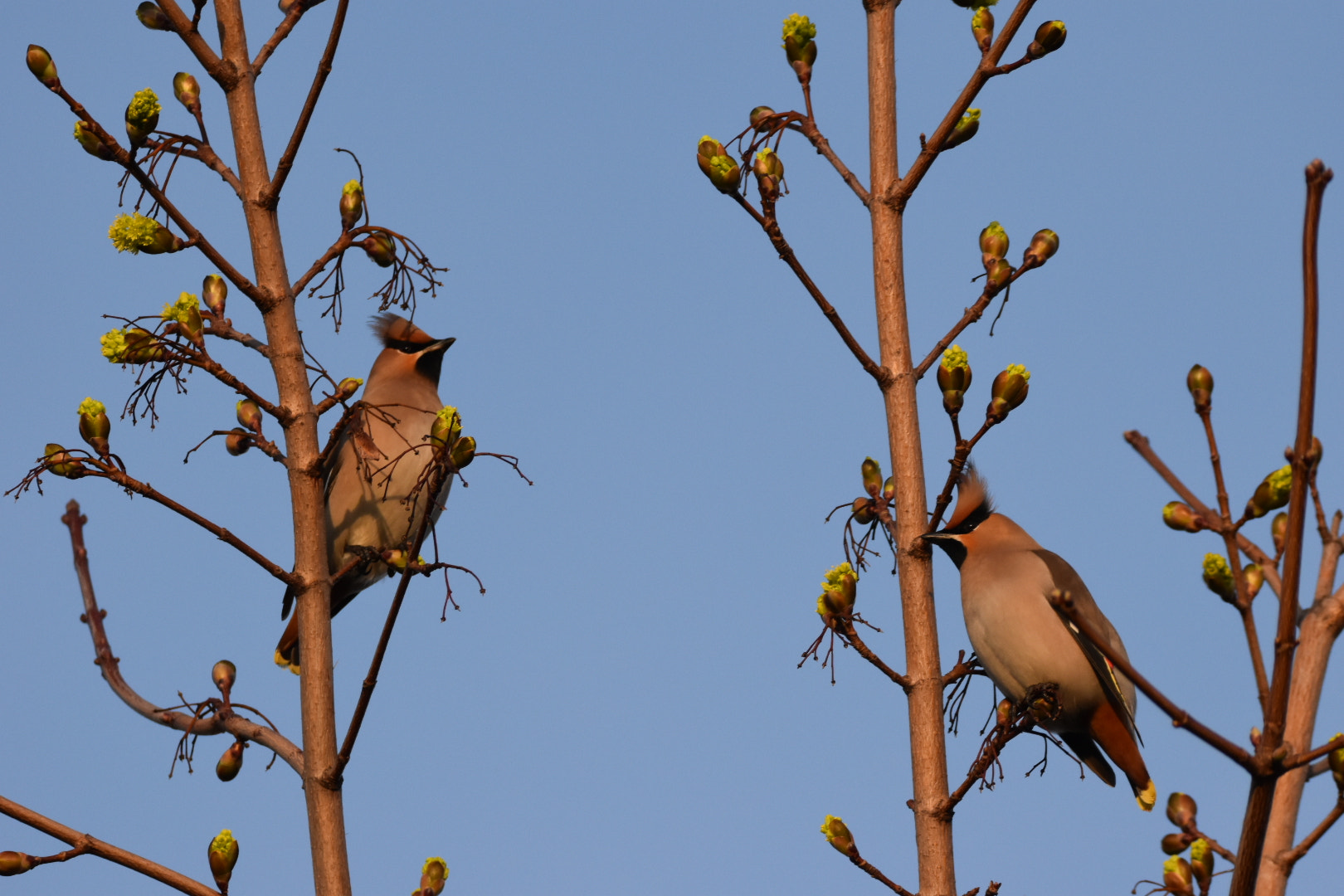 Nikon D5500 sample photo. Waxwings photography