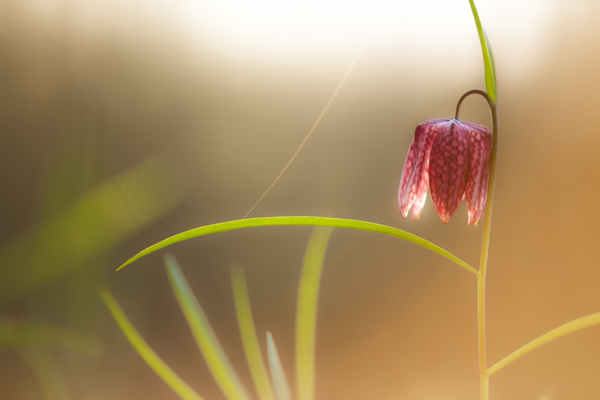 Nikon D610 + Sigma 70-200mm F2.8 EX DG Macro HSM II sample photo. Sun bath photography