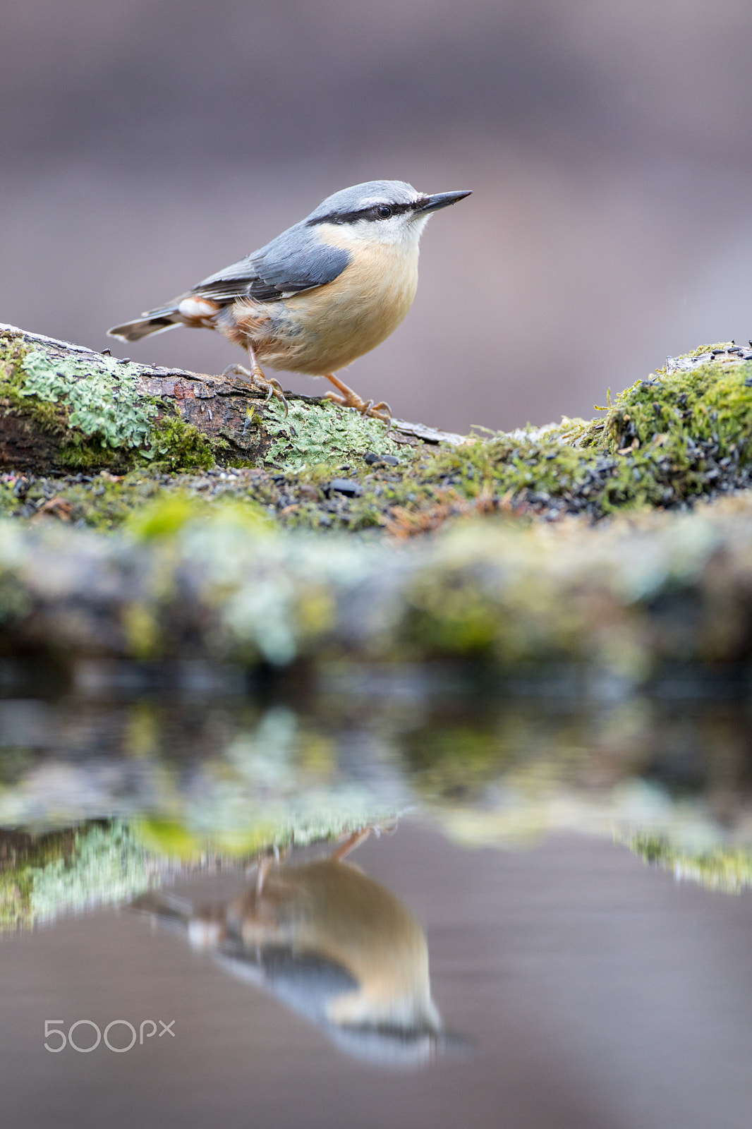 Canon EOS 5D Mark IV + Canon EF 500mm F4L IS USM sample photo. Nuthatch reflection photography