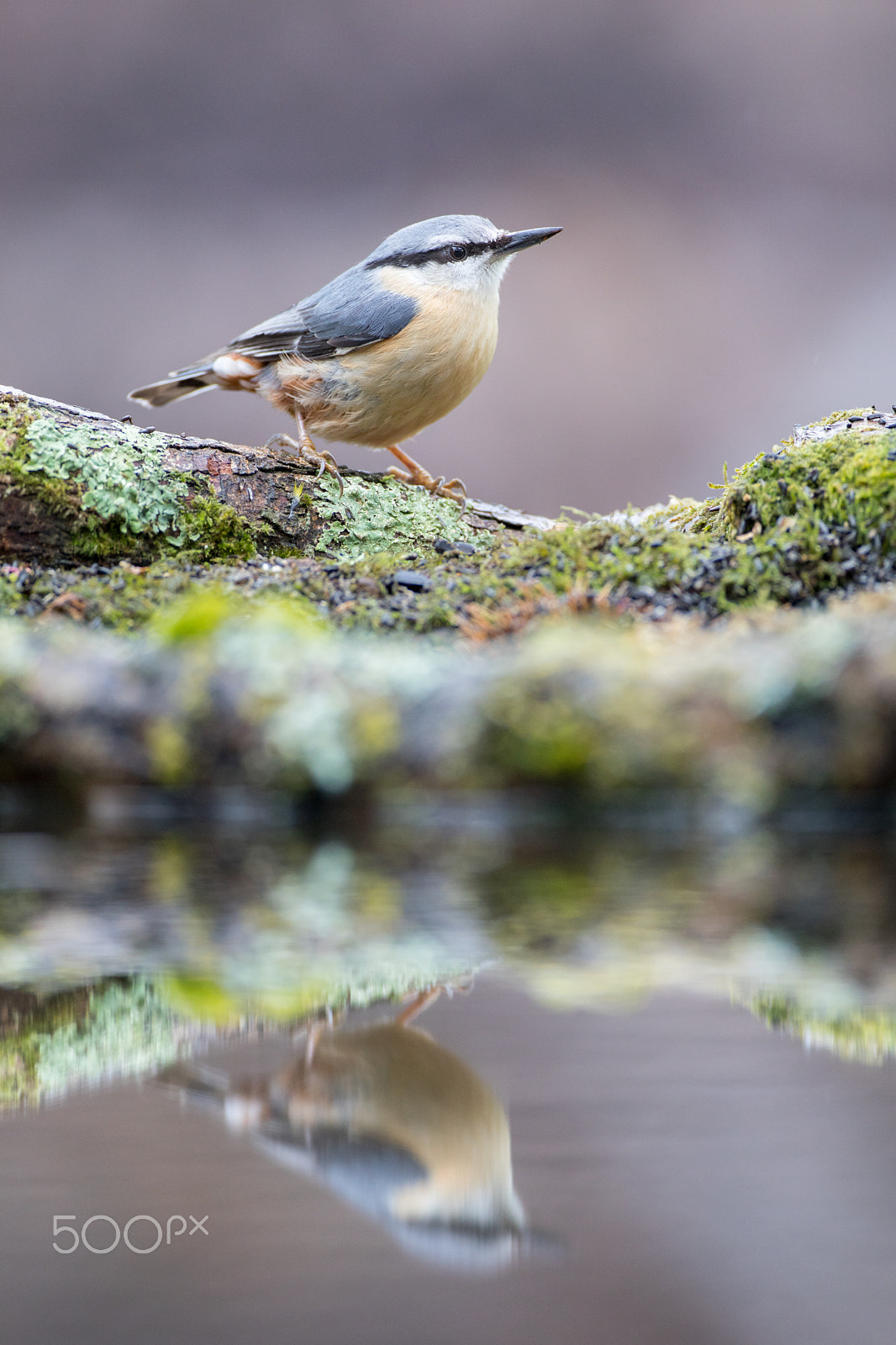 Canon EF 500mm F4L IS USM sample photo. Nuthatch reflection photography