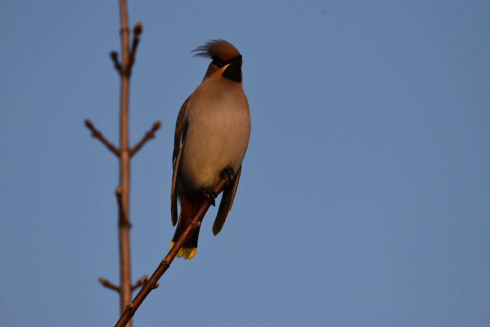 Nikon D5500 + Sigma 150-600mm F5-6.3 DG OS HSM | C sample photo. Waxwing  photography