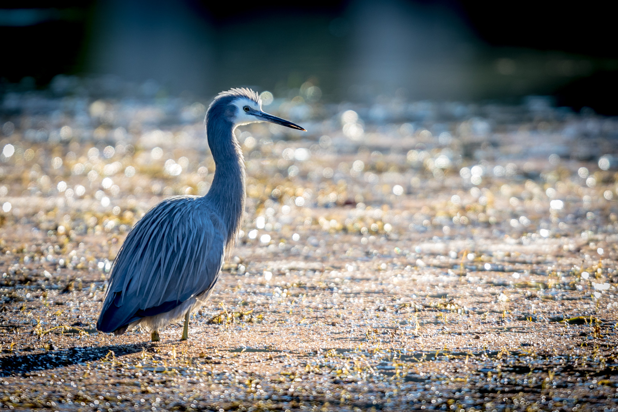 Canon EF 400mm F2.8L IS USM sample photo. Sunrise photography