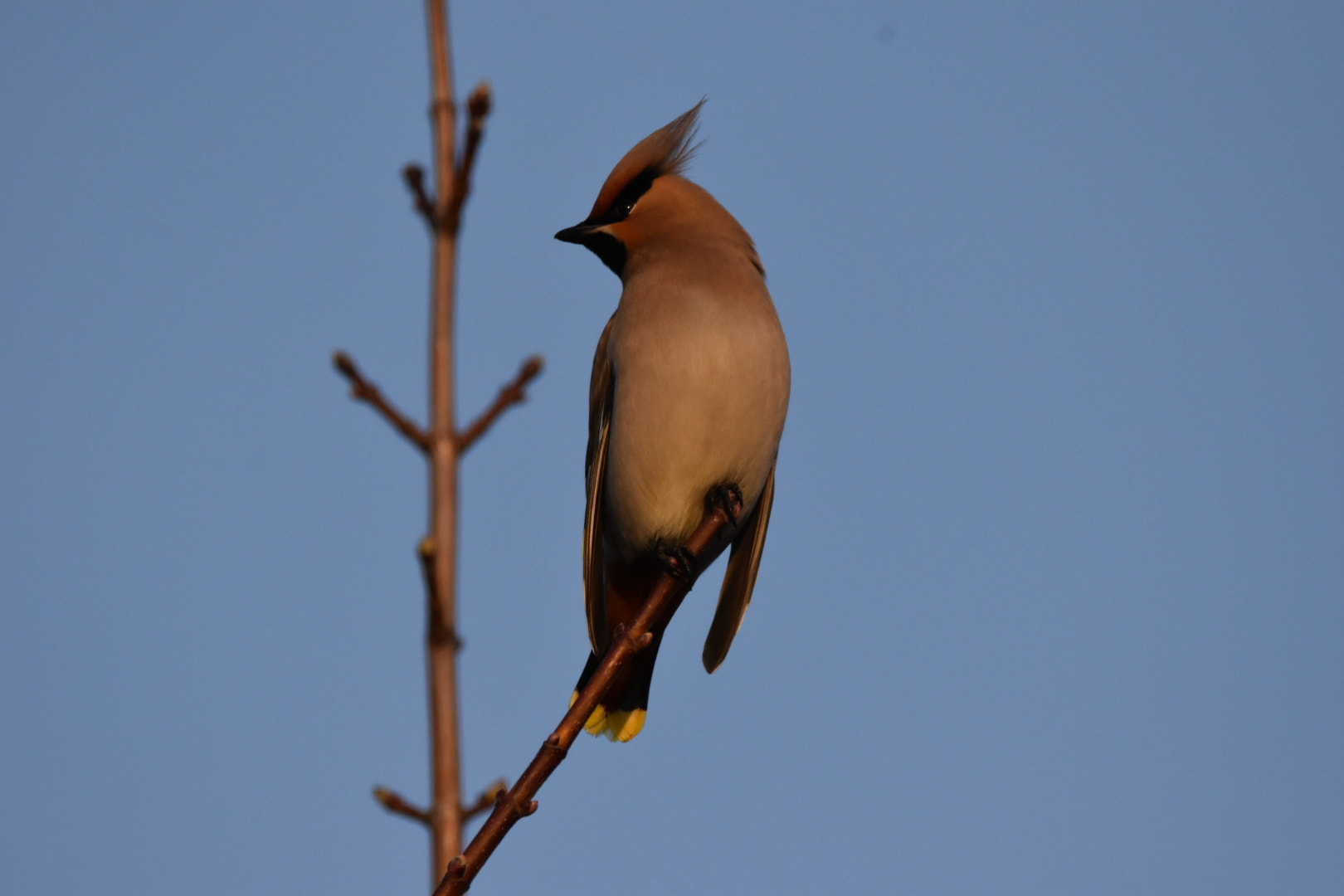 Nikon D5500 sample photo. Waxwing  photography