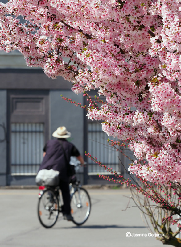 Olympus OM-D E-M1 Mark II sample photo. Springtime photography