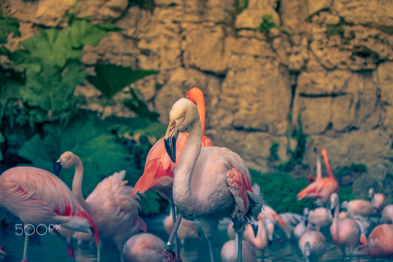 Canon EF-S 55-250mm F4-5.6 IS II sample photo. Stand out from the crowd photography