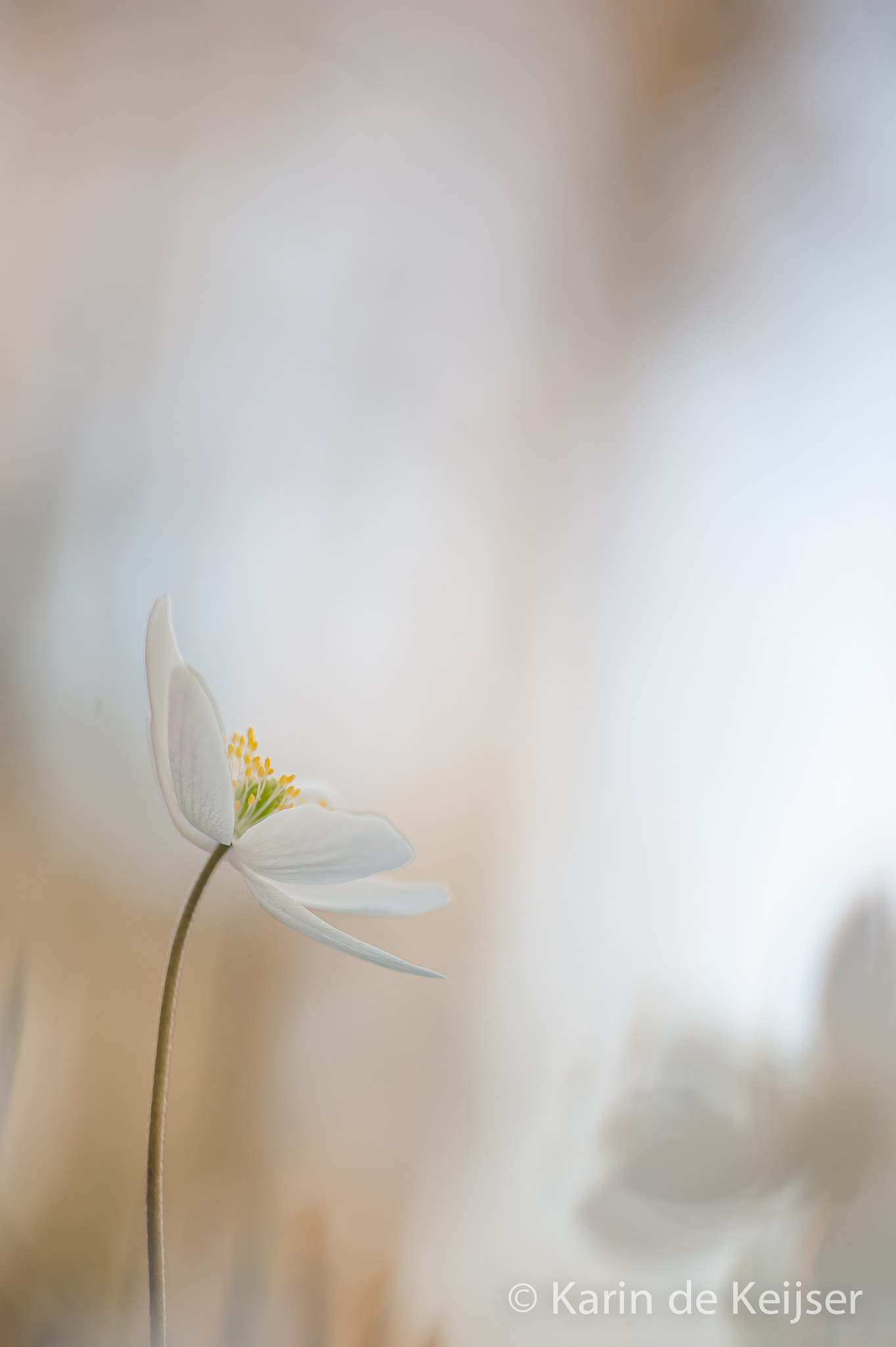 Nikon AF-S Micro-Nikkor 105mm F2.8G IF-ED VR sample photo. Spring... photography