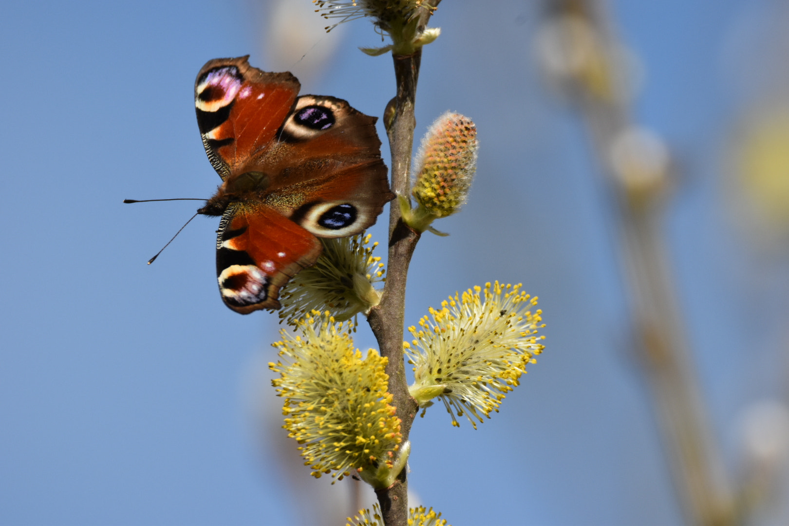 Nikon D5500 sample photo. Peacock butterfly on willow catkin photography