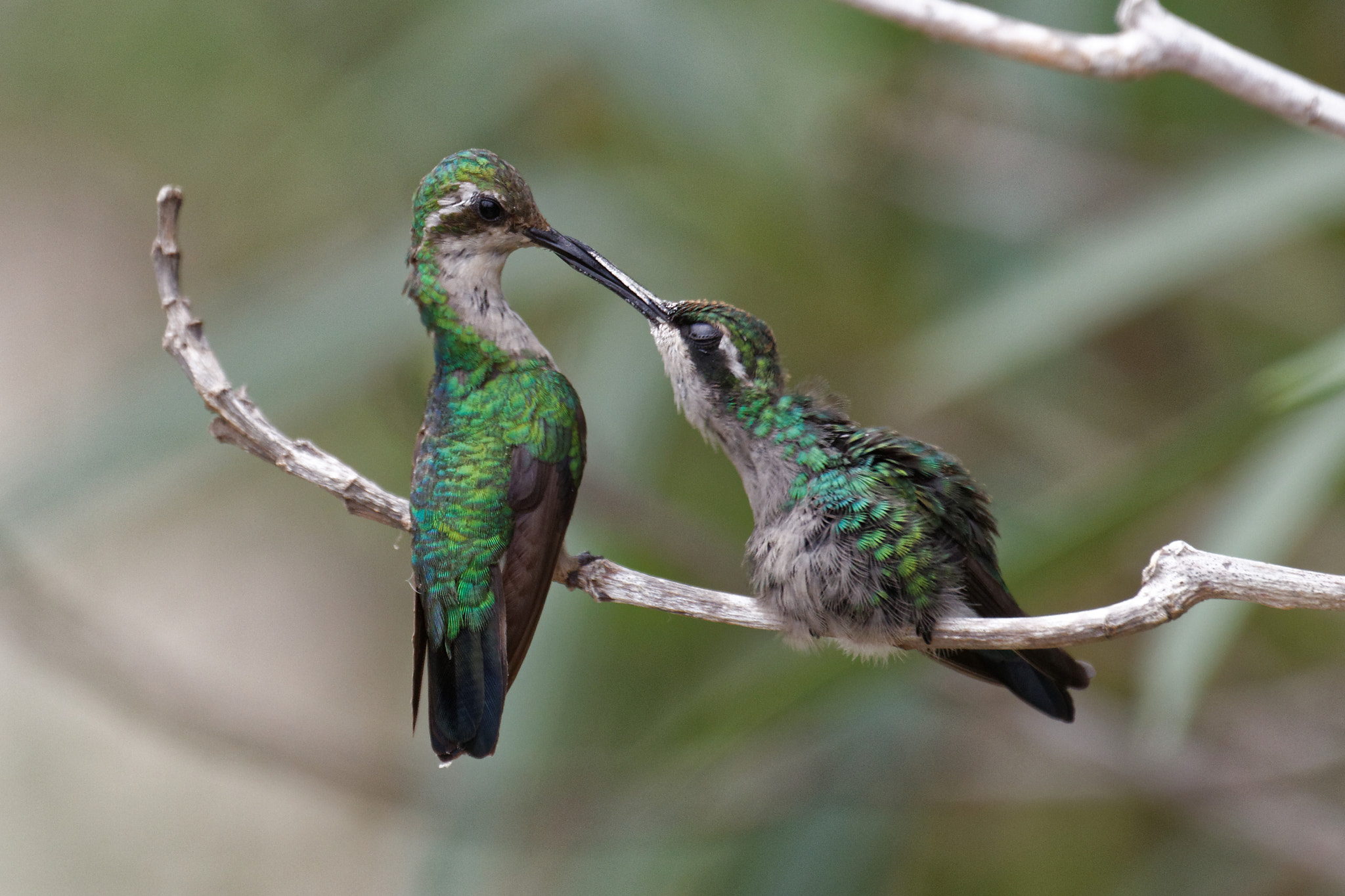Canon EF 70-300mm F4-5.6L IS USM sample photo. Hummingbird: hmmm food is great photography