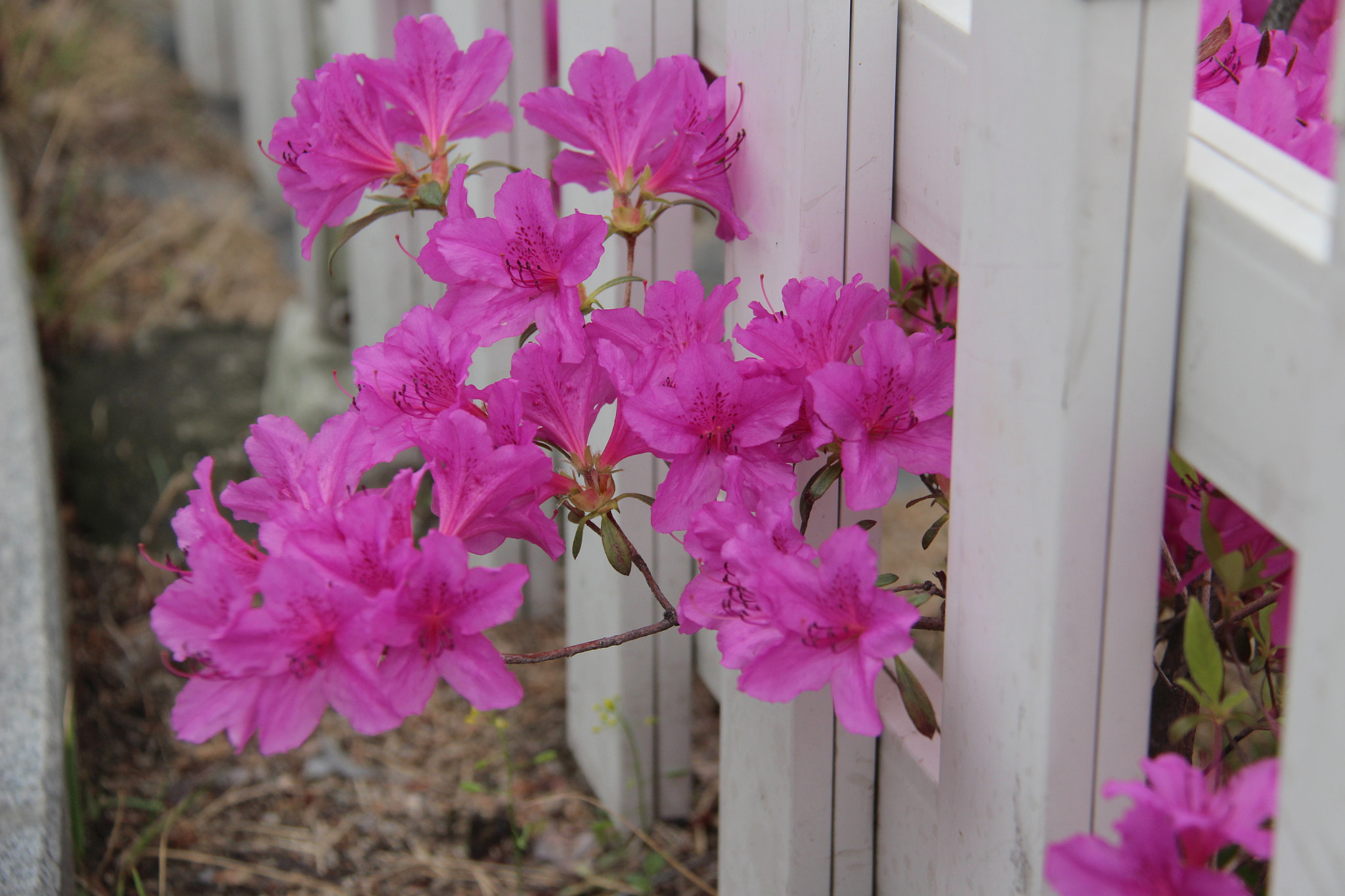 Canon EF-S 18-200mm F3.5-5.6 IS sample photo. 공원에서````` photography