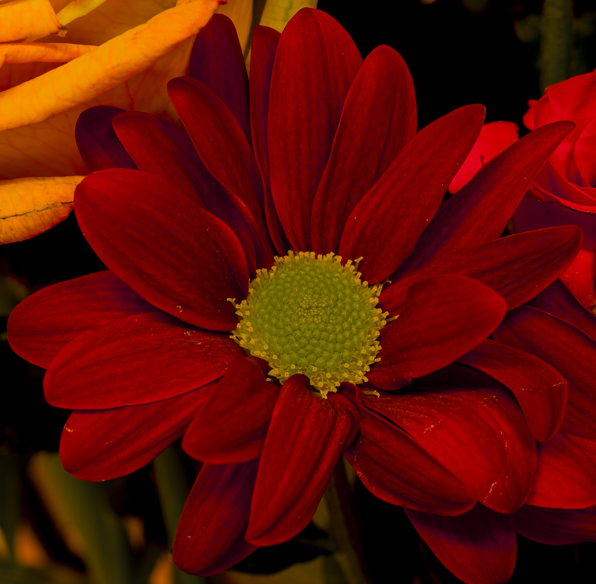 Nikon AF-S Micro-Nikkor 60mm F2.8G ED sample photo. Attempt at macro photography