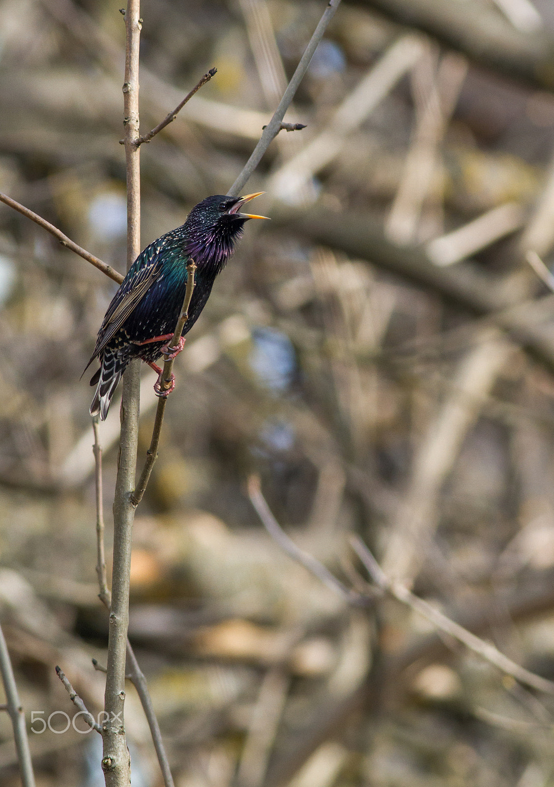 Canon EOS 7D + Canon EF 400mm F5.6L USM sample photo. Common starling photography