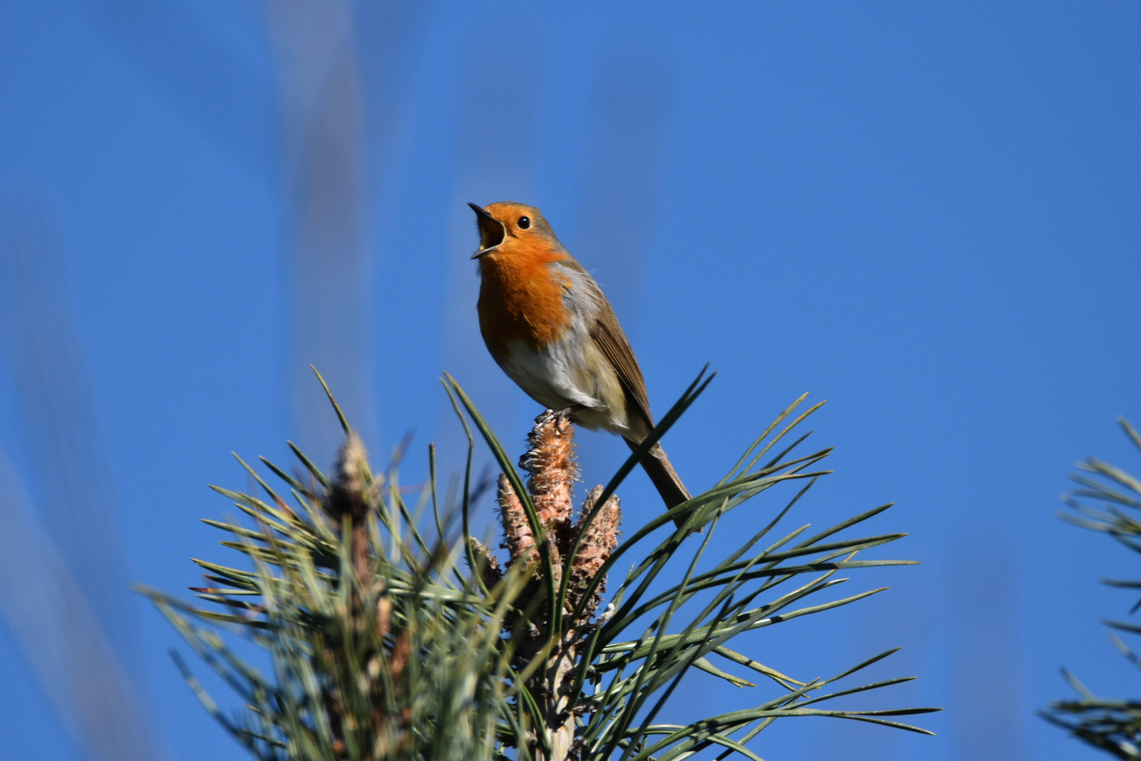 Sigma 150-600mm F5-6.3 DG OS HSM | C sample photo. Robin photography