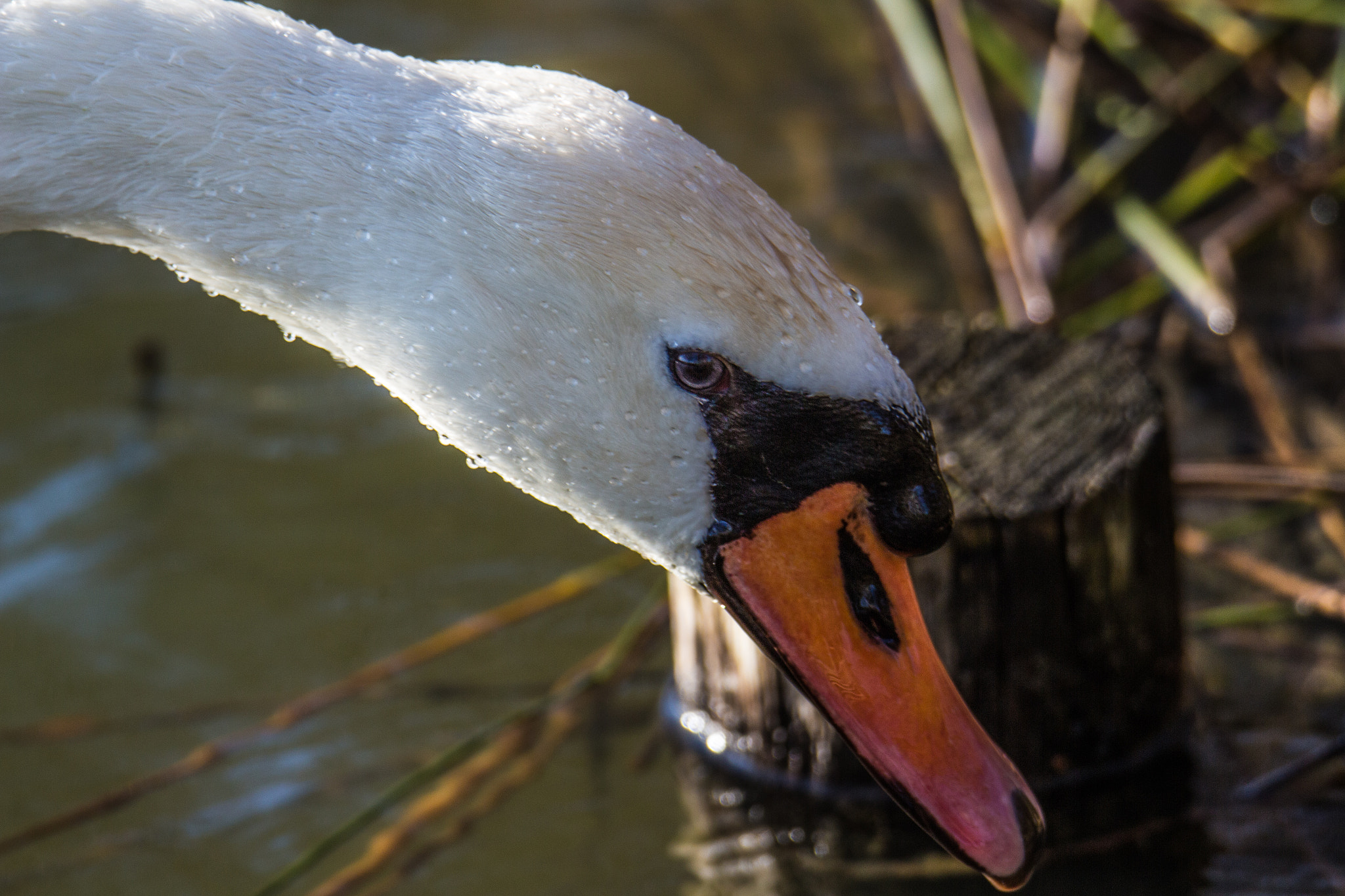 Canon EOS 700D (EOS Rebel T5i / EOS Kiss X7i) + Tamron SP 150-600mm F5-6.3 Di VC USD sample photo. Focus on swan's head photography