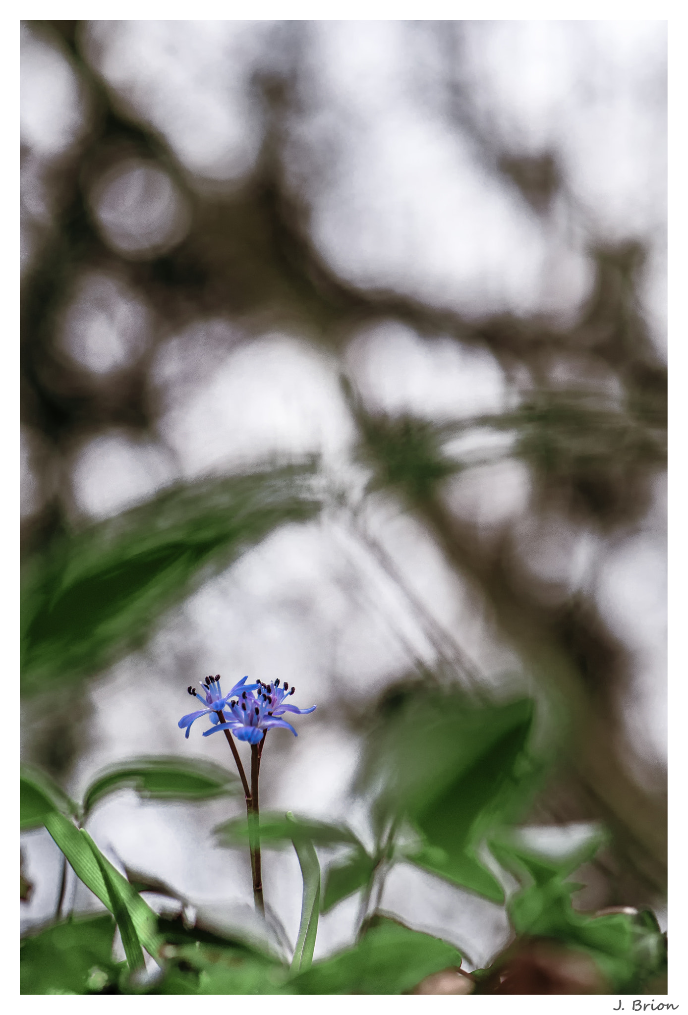 Nikon AF-S Micro-Nikkor 105mm F2.8G IF-ED VR sample photo. A travers les arbres ... photography