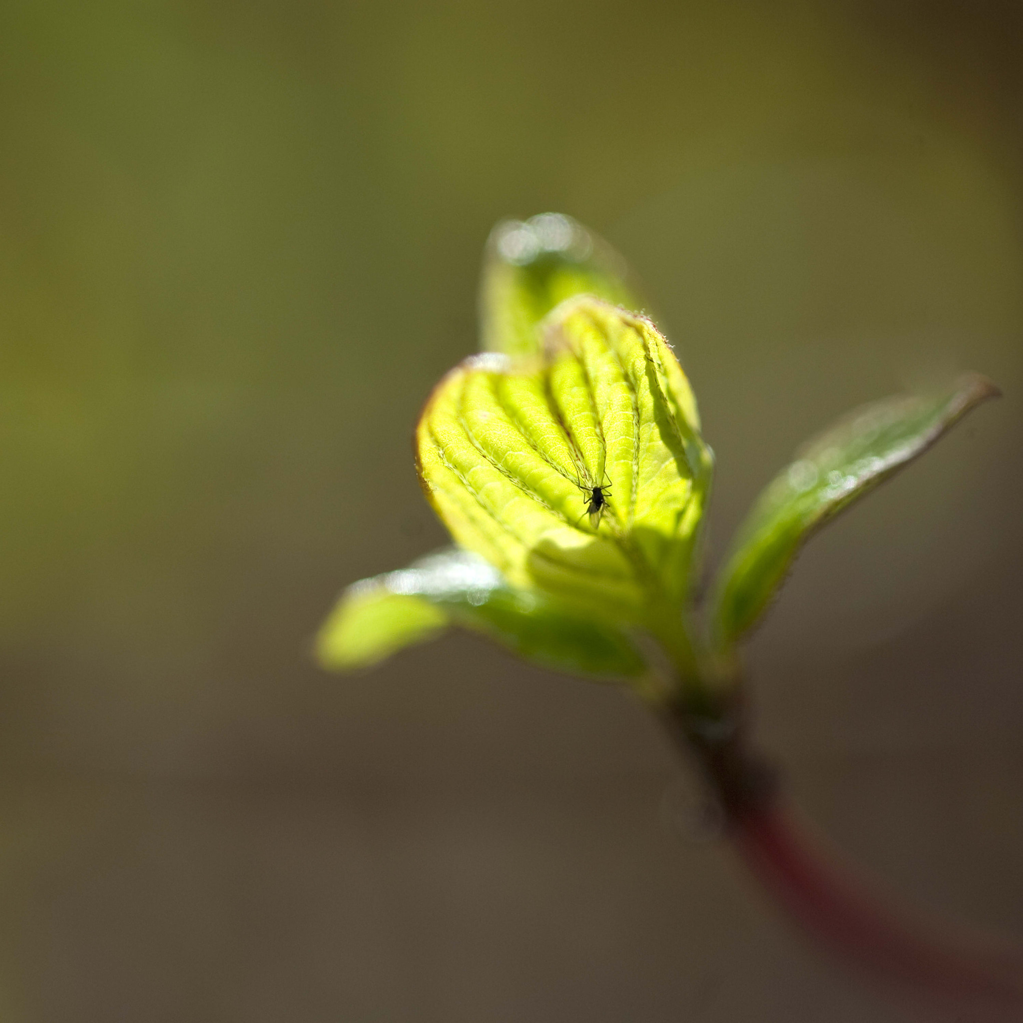 Nikon AF-S Micro-Nikkor 105mm F2.8G IF-ED VR sample photo