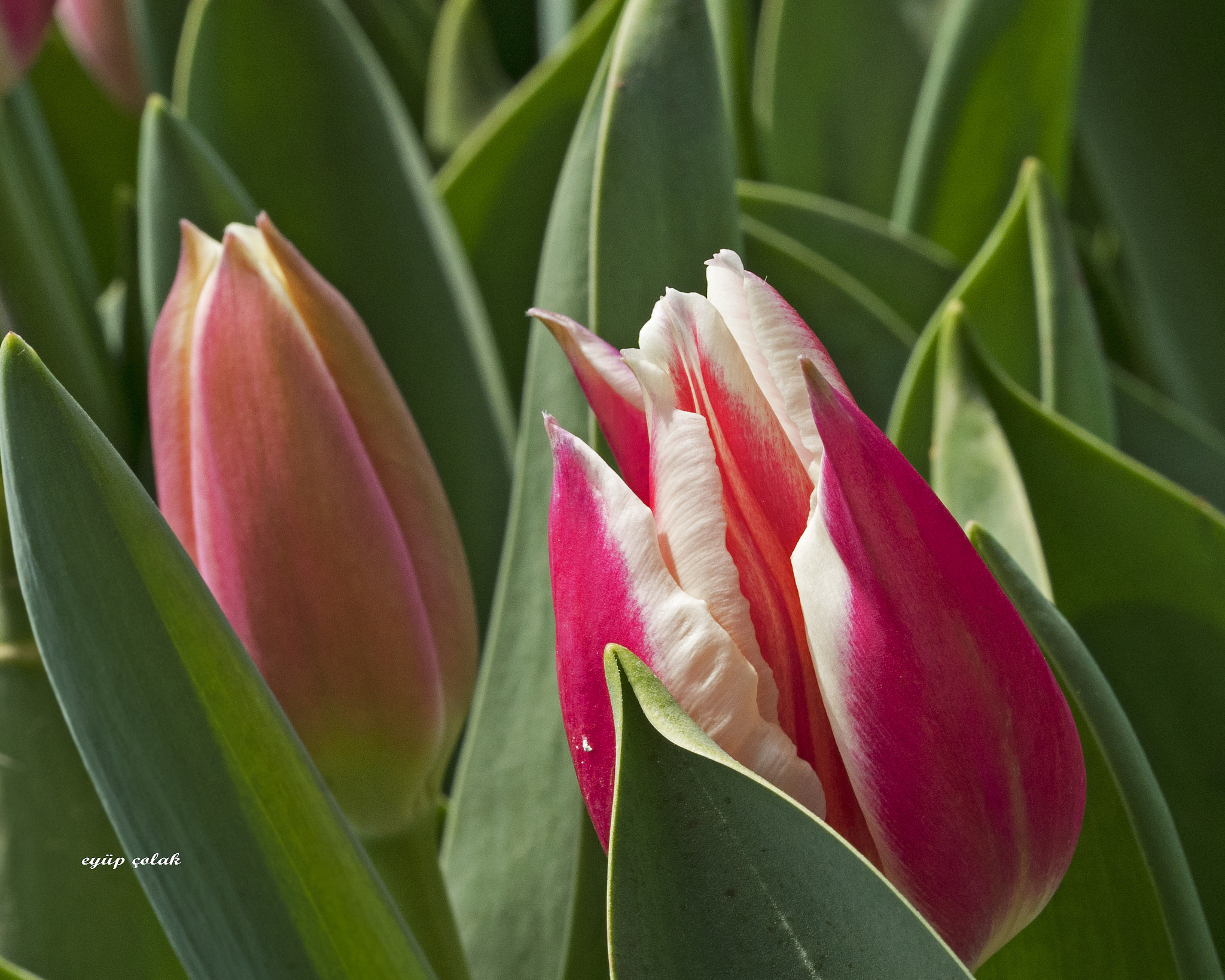 Sony a7 II + Sony FE 90mm F2.8 Macro G OSS sample photo. Dsc photography