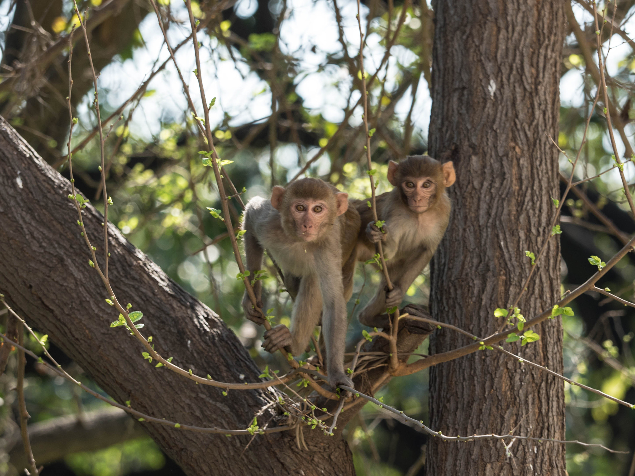 Panasonic Lumix DMC-GH4 + Olympus M.Zuiko Digital ED 40-150mm F2.8 Pro sample photo. Young rhesus macaques photography