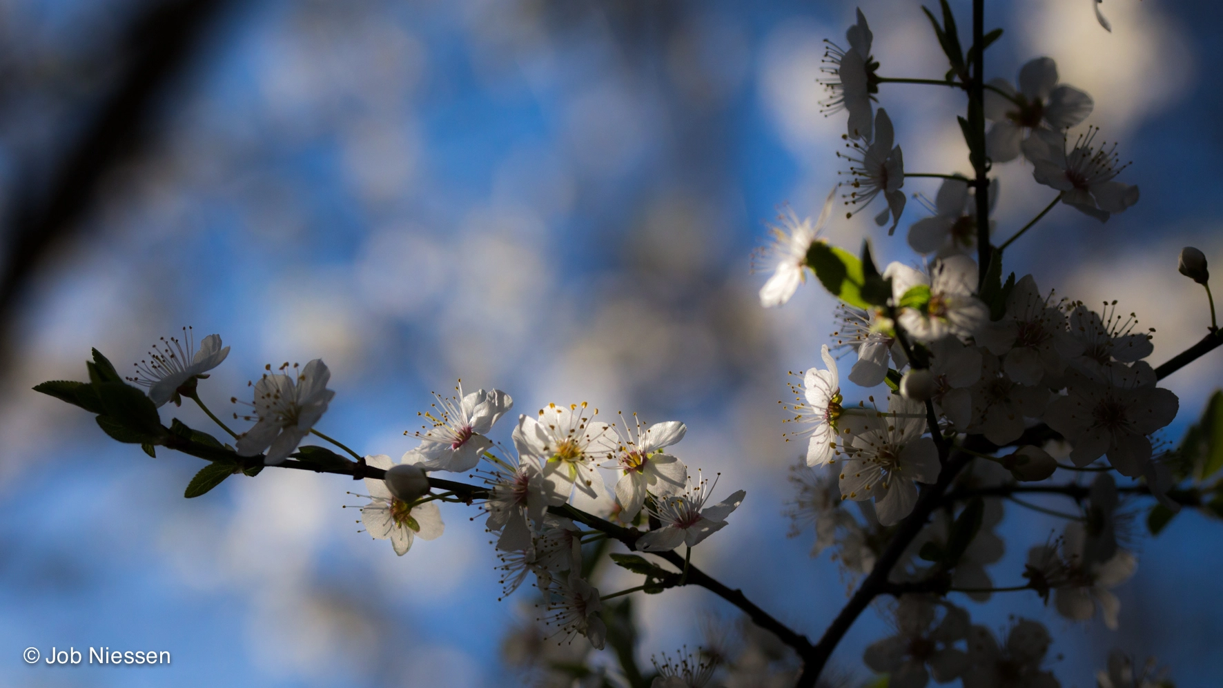 Sigma 105mm F2.8 EX DG OS HSM sample photo. Blossom photography