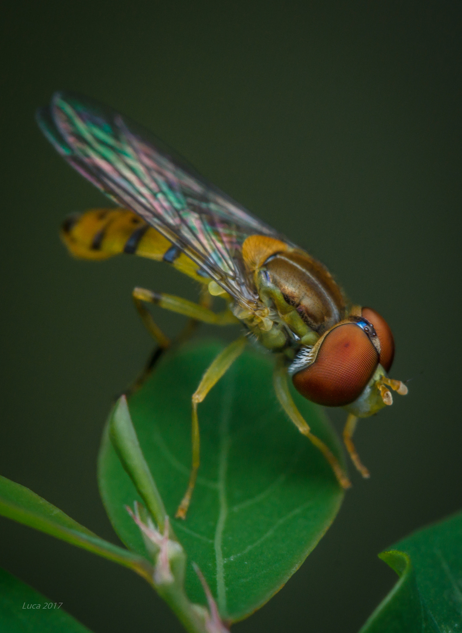 Canon EF 100mm F2.8 Macro USM sample photo. Mindin photography