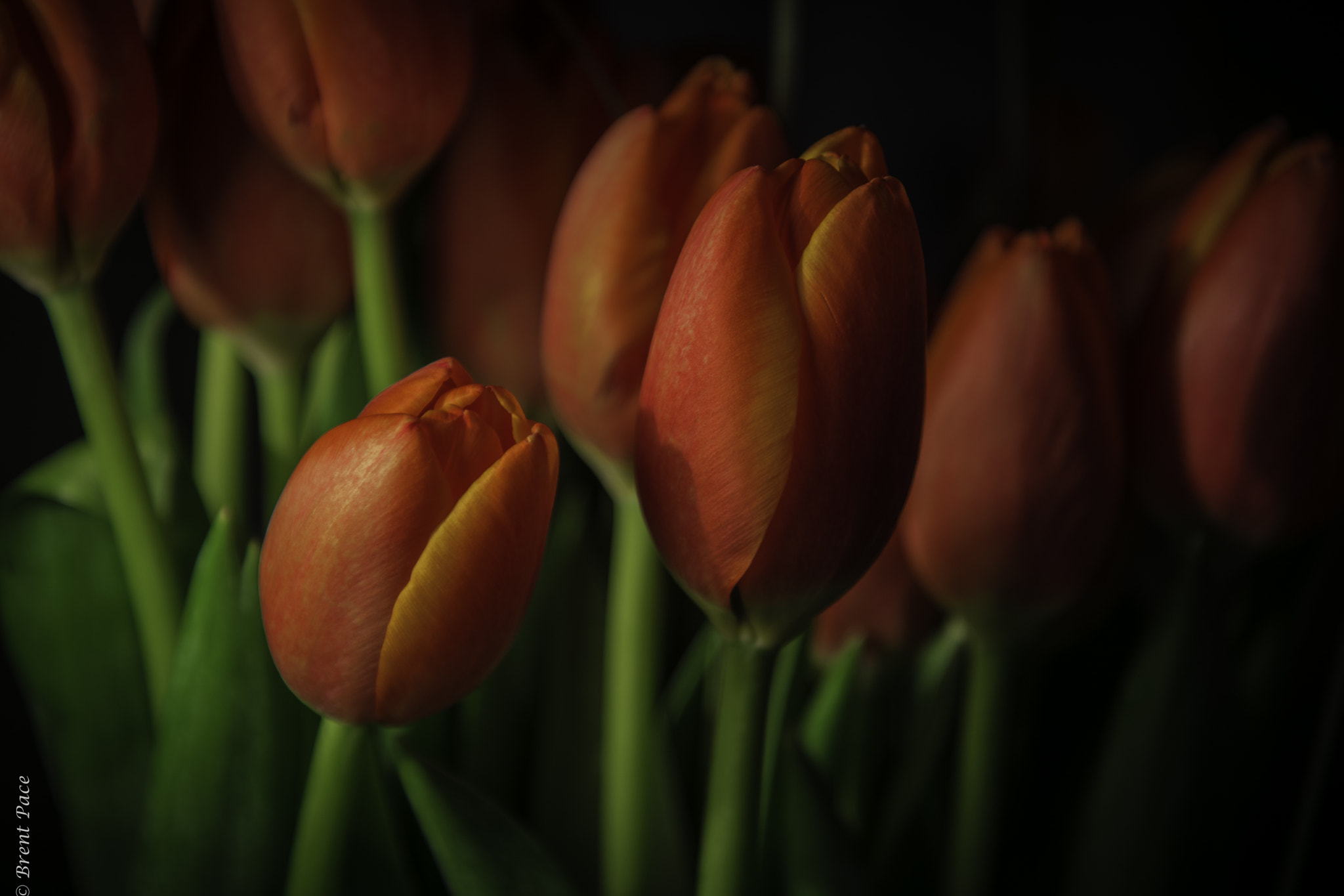 Nikon D7100 sample photo. Blood orange tulips photography