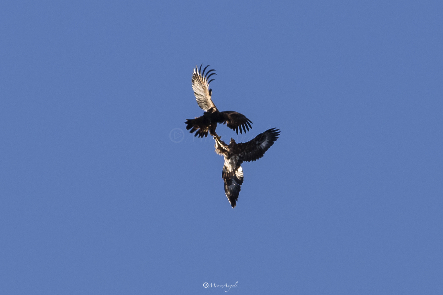 Nikon D750 + Sigma 150-600mm F5-6.3 DG OS HSM | C sample photo. Gioco di sguardi. photography