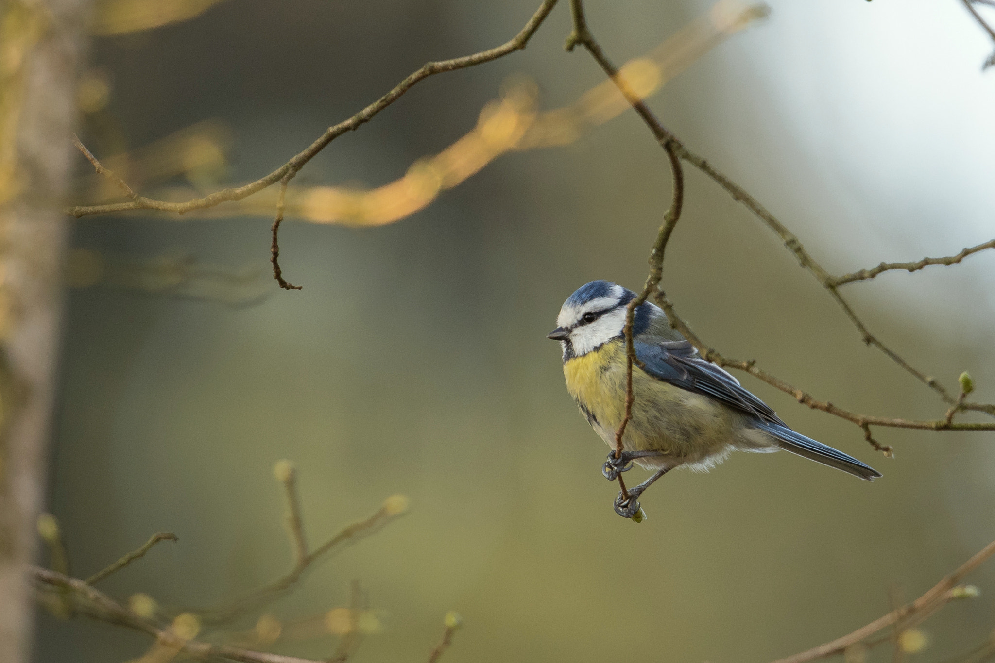 Nikon AF-S Nikkor 600mm F4G ED VR sample photo. Mesange bleue photography