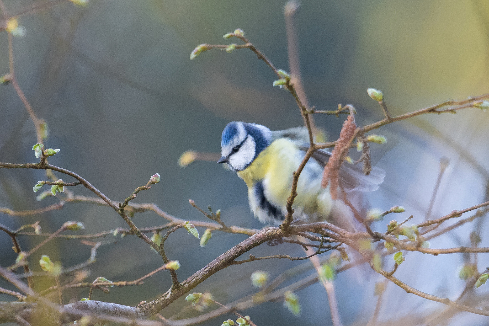 Nikon AF-S Nikkor 600mm F4G ED VR sample photo. Mesange bleue photography