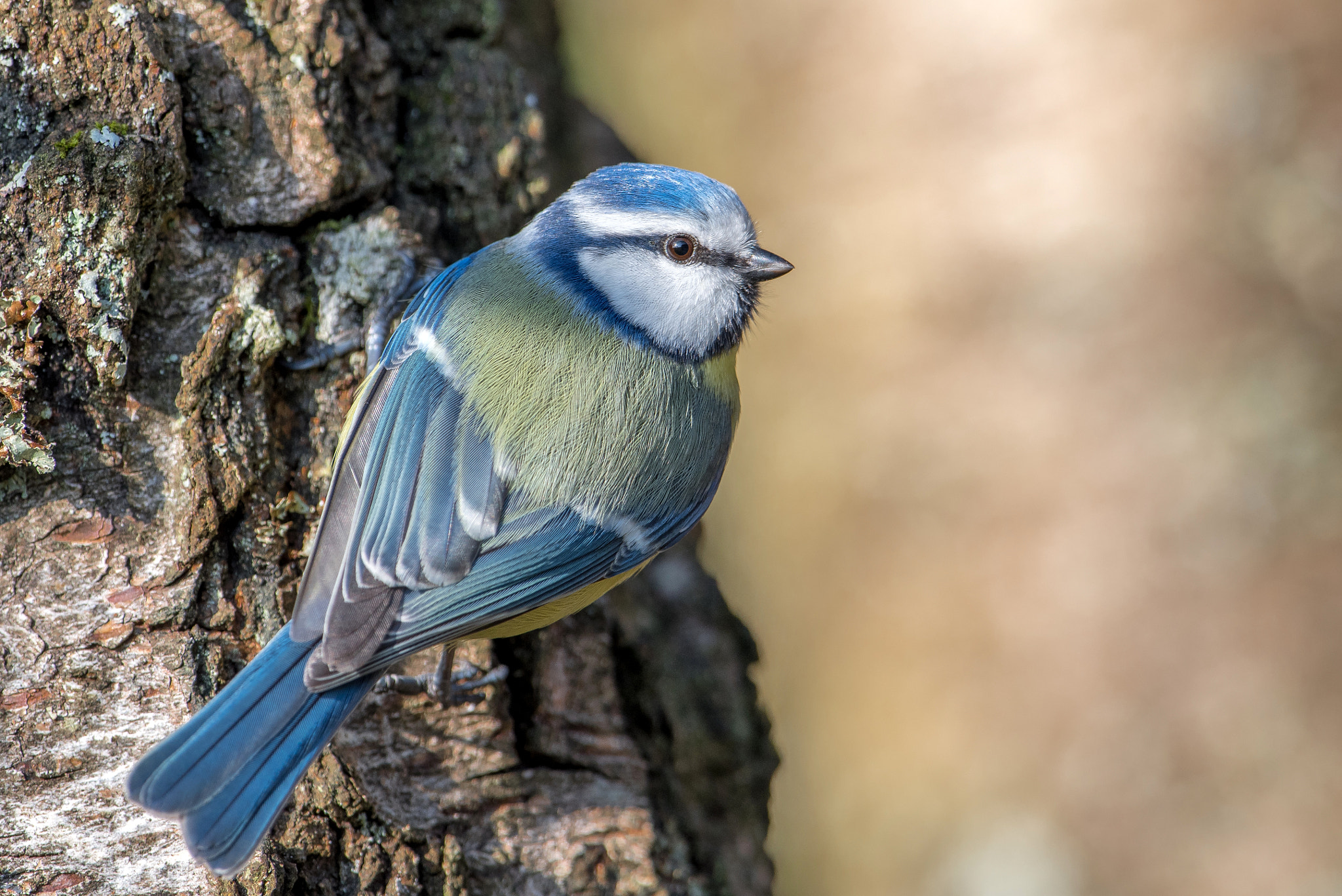 Nikon AF-S Nikkor 600mm F4G ED VR sample photo. Mesange bleue photography