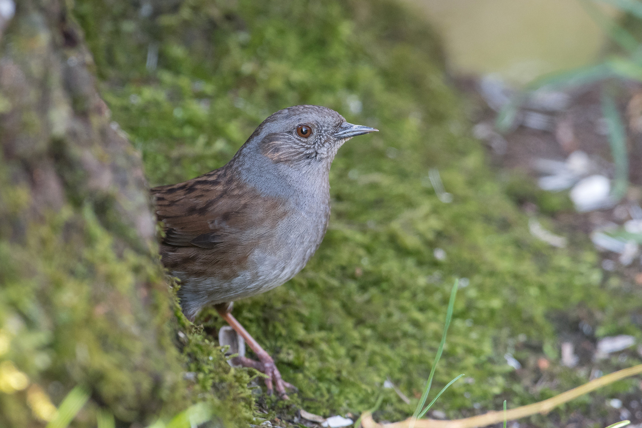 Nikon AF-S Nikkor 600mm F4G ED VR sample photo. Troglodyte photography