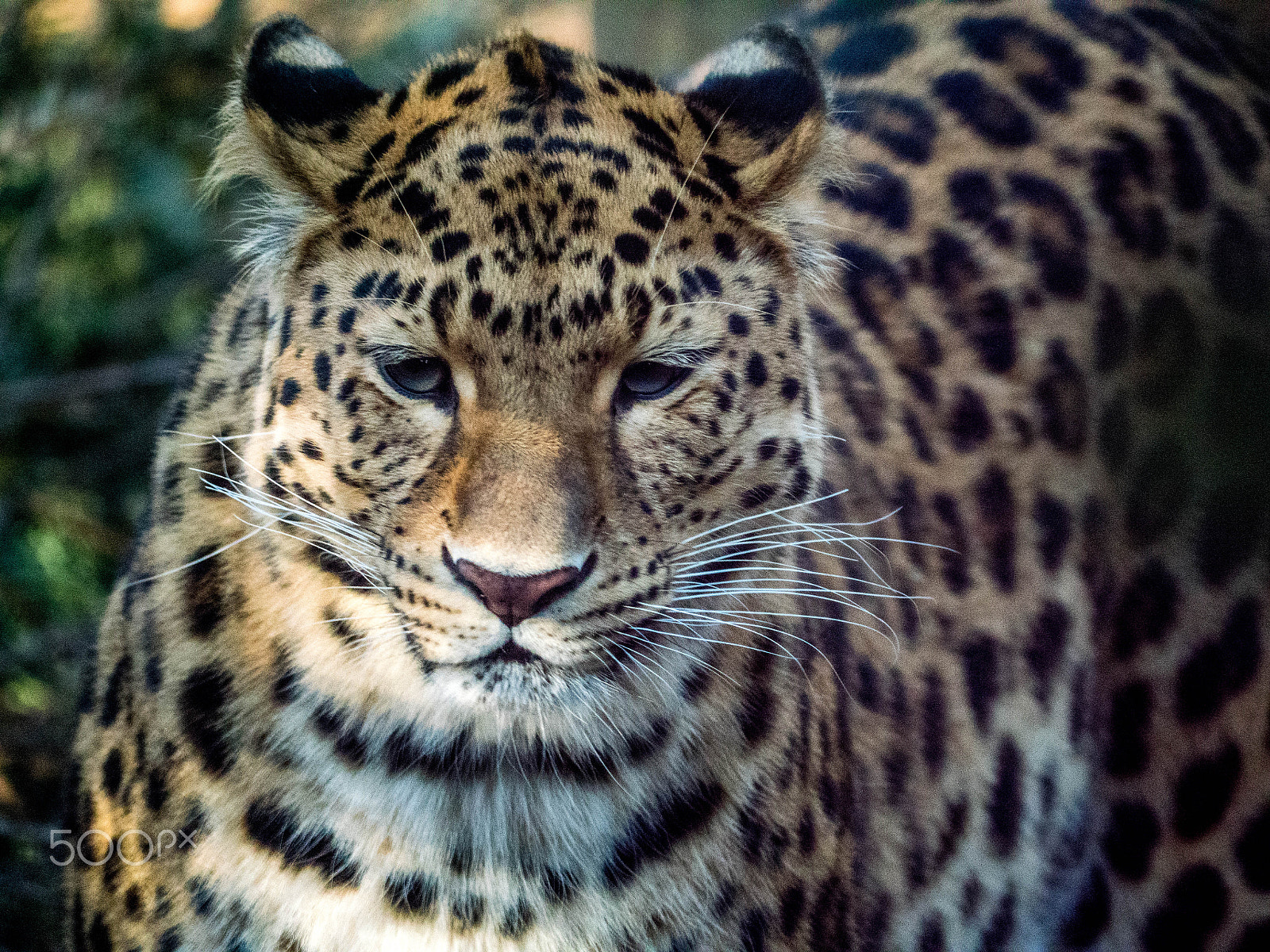 Panasonic Lumix DMC-GX8 sample photo. Twycross leopard 2 photography