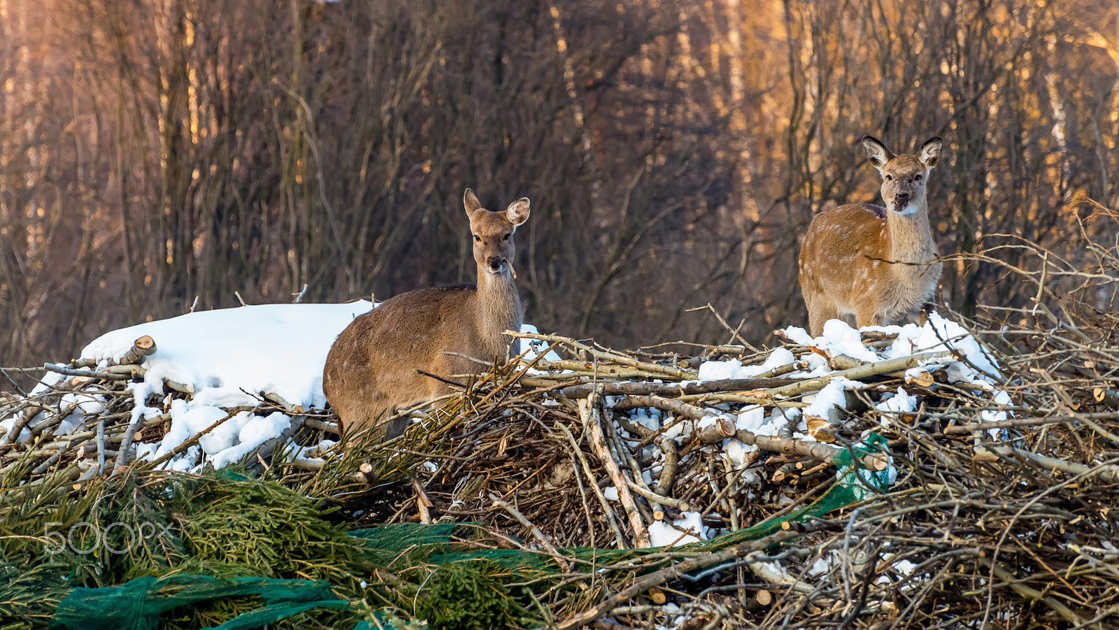 Nikon D810 sample photo. Deers in winter. photography