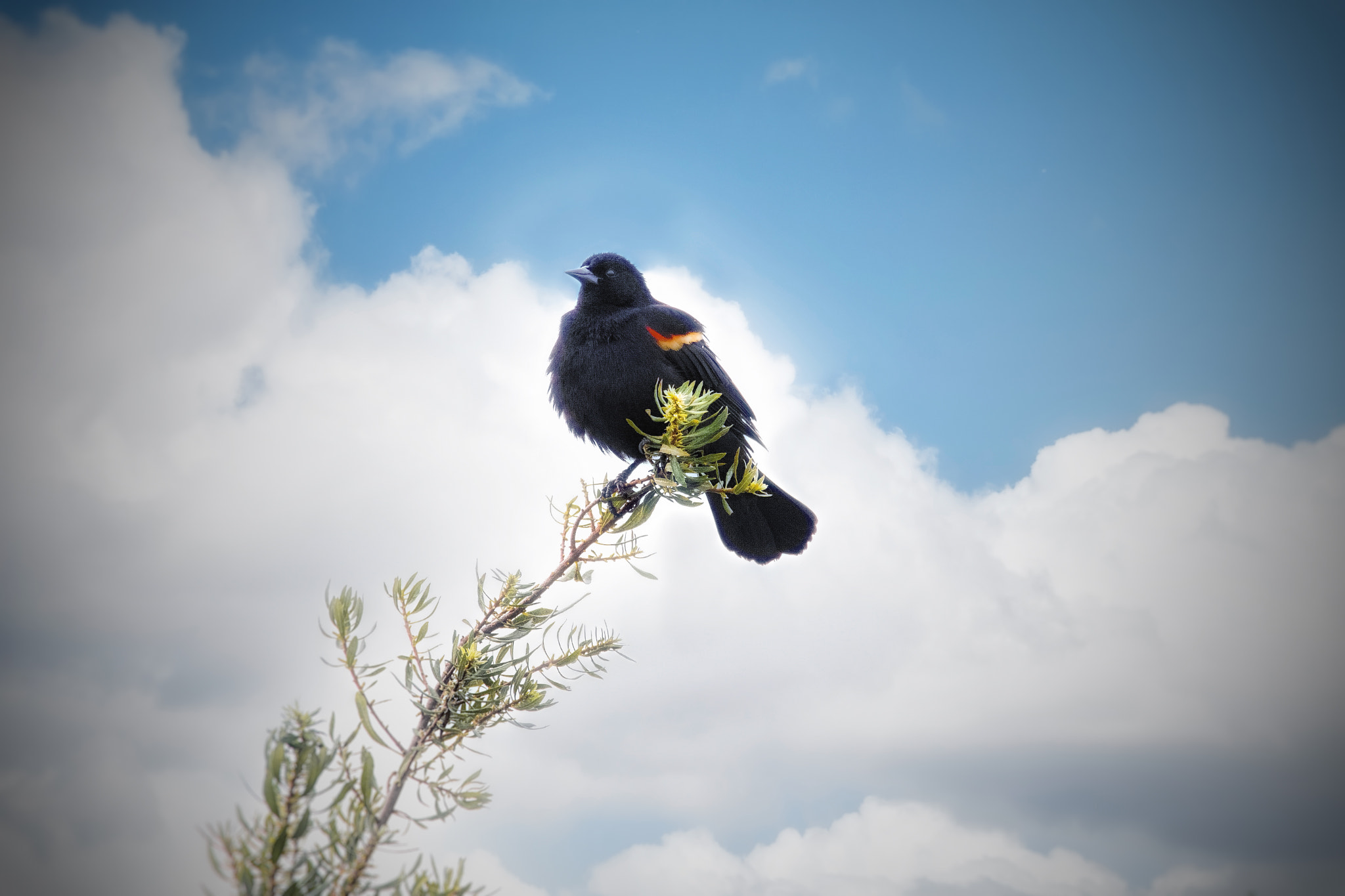Nikon AF-S Nikkor 70-200mm F2.8G ED VR II sample photo. Redwing blackbird photography