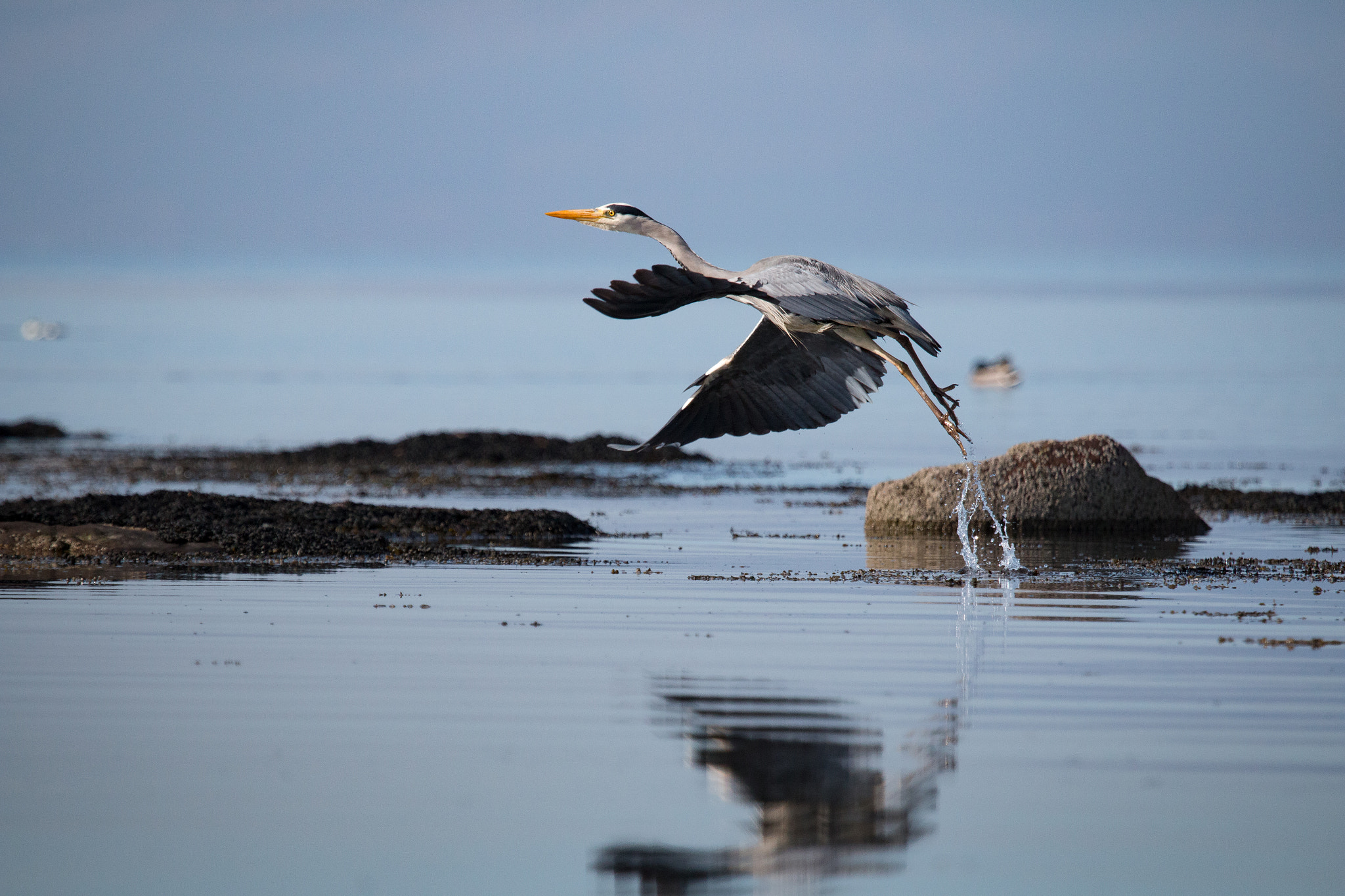 Canon EF 100-400mm F4.5-5.6L IS USM sample photo. Heron taking flight photography