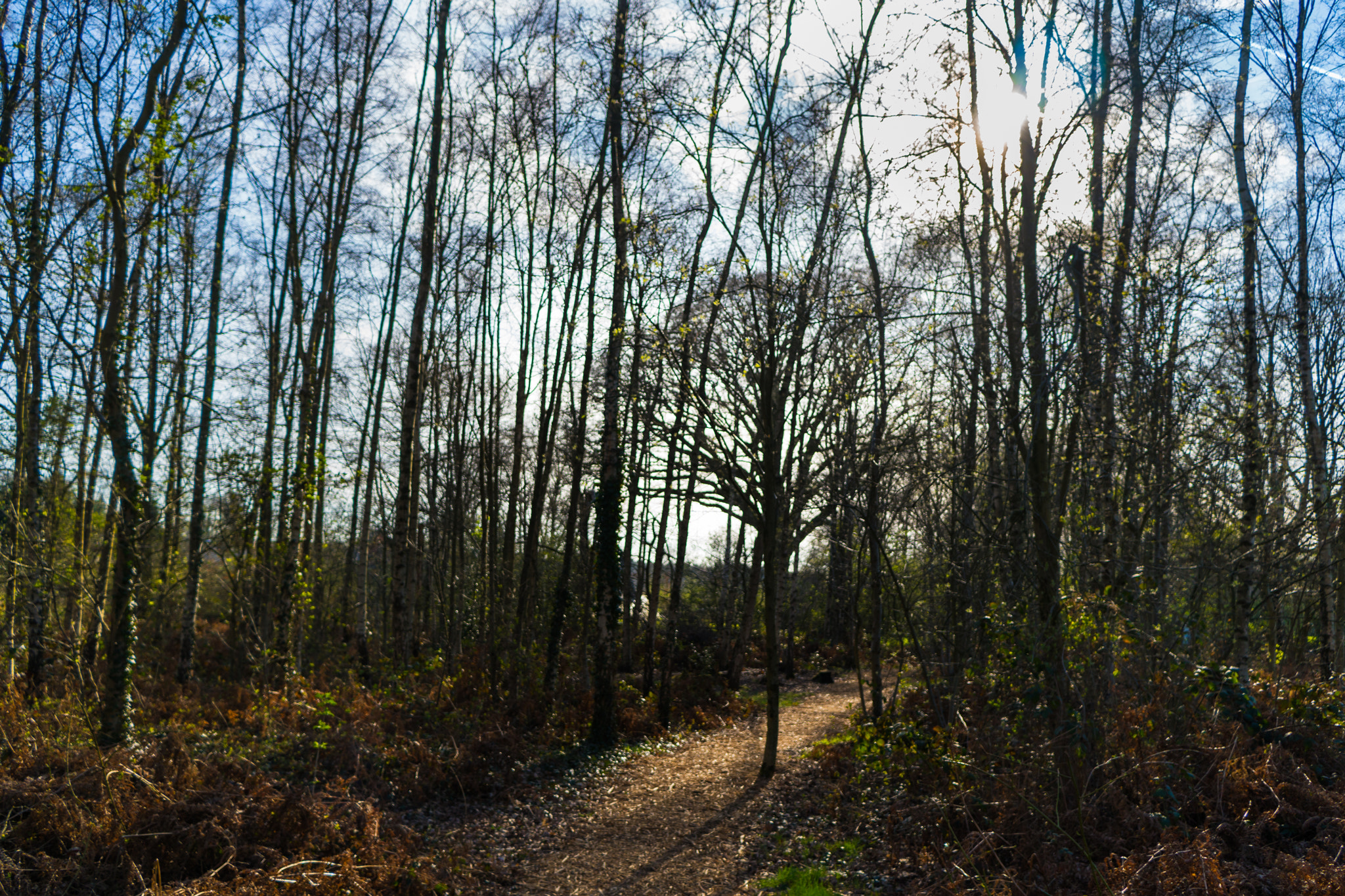 Sony a6300 + Sony E 20mm F2.8 sample photo. Forrest. photography