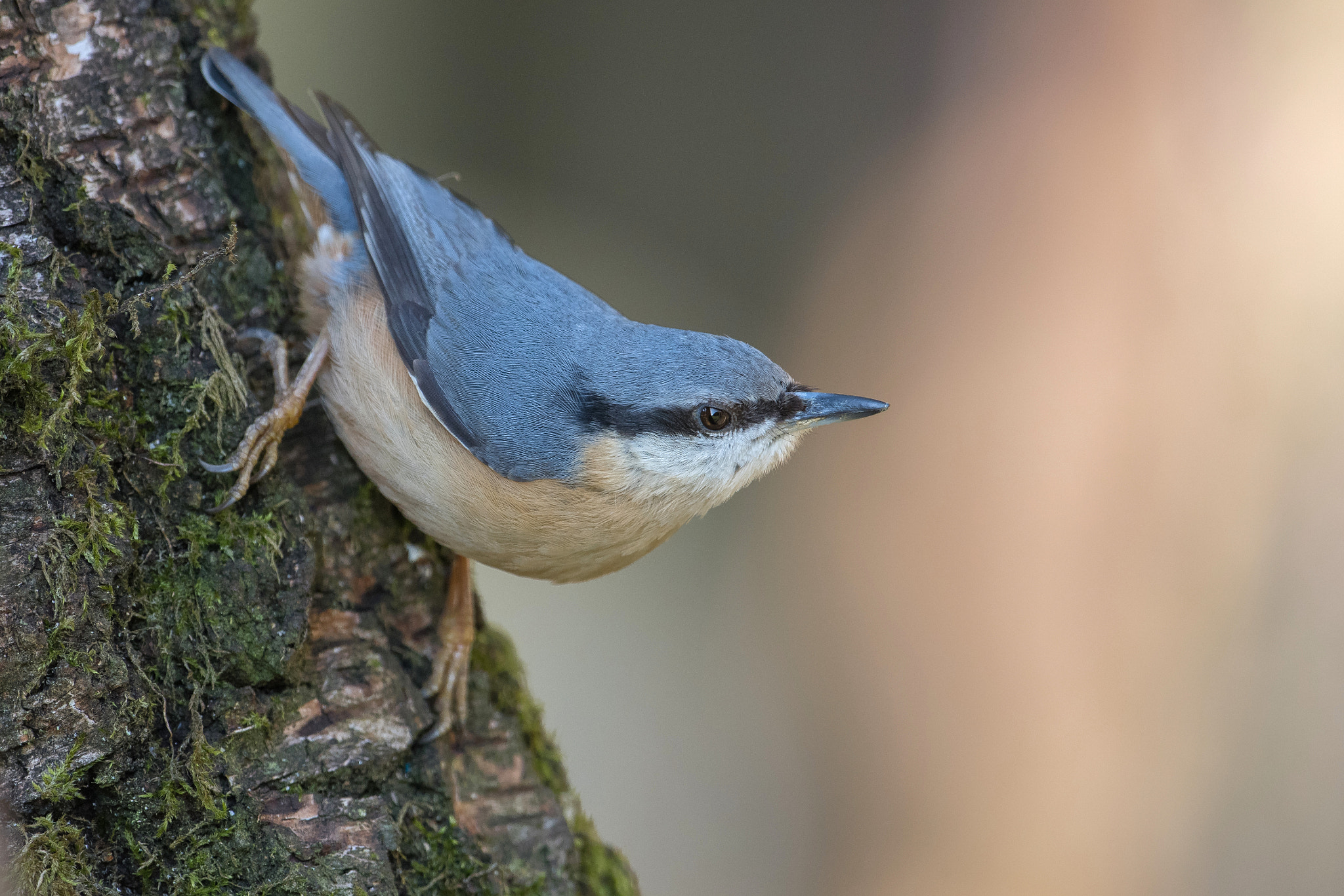 Nikon AF-S Nikkor 600mm F4G ED VR sample photo. Sitelle torchepot photography