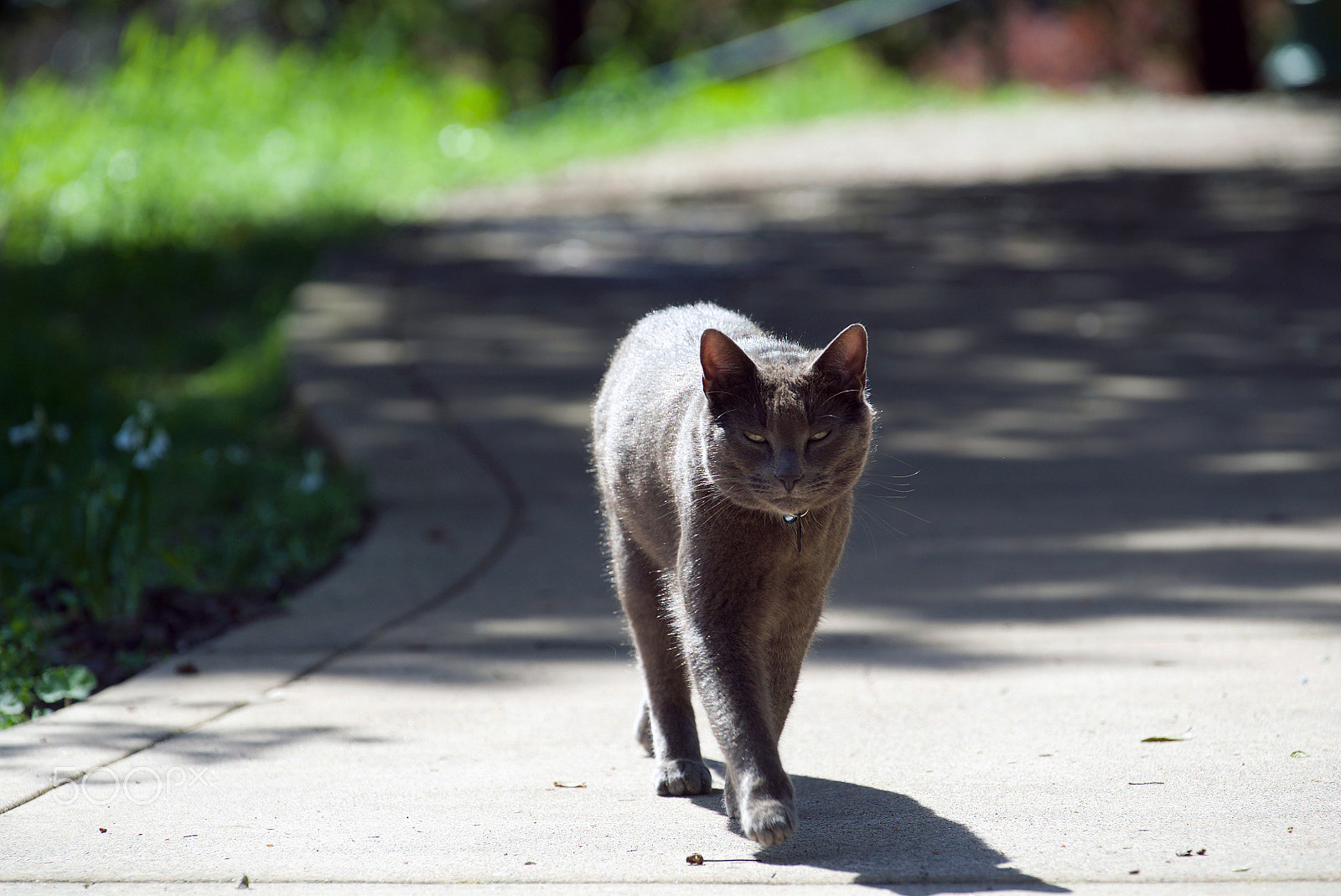 Sony a7S II sample photo. Señor whiskers photography