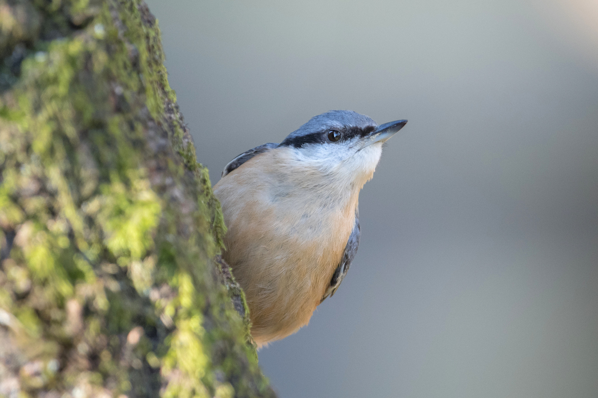 Nikon AF-S Nikkor 600mm F4G ED VR sample photo. Sitelle torchepot photography