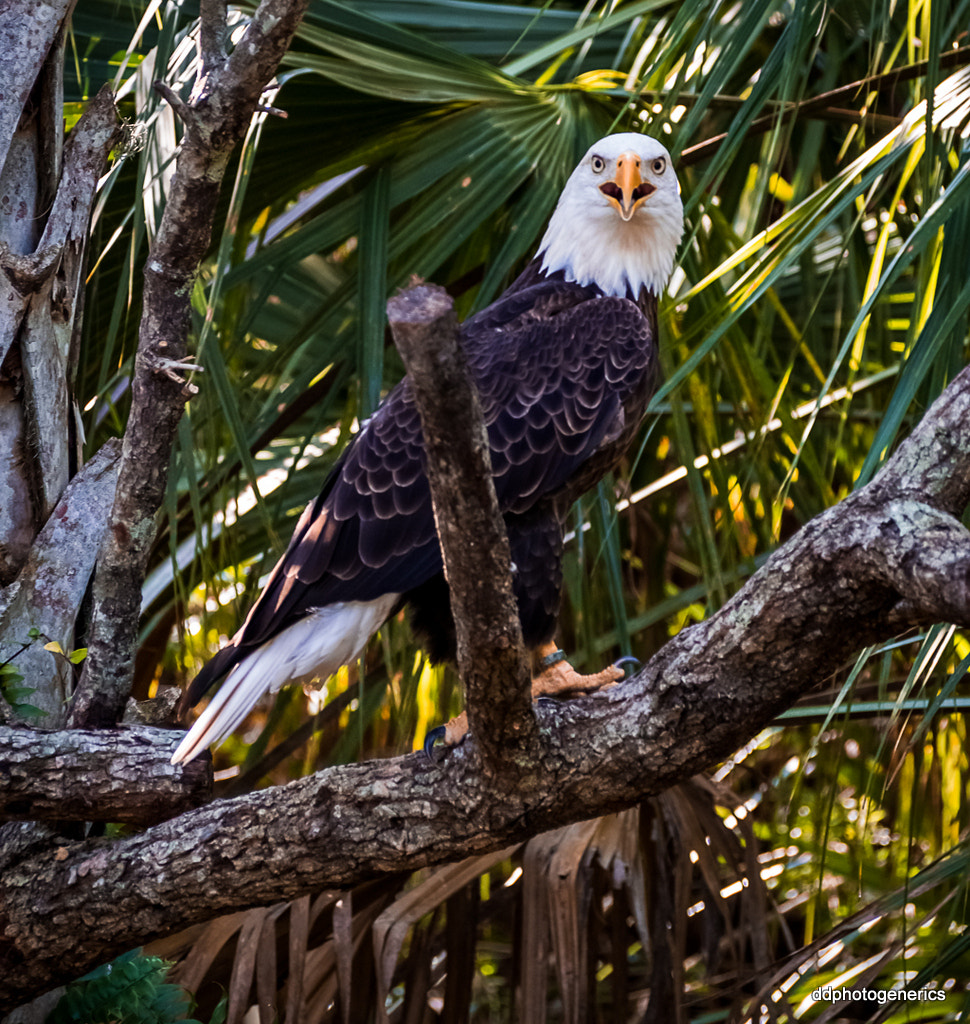 Olympus OM-D E-M10 II sample photo. The mighty bald... photography