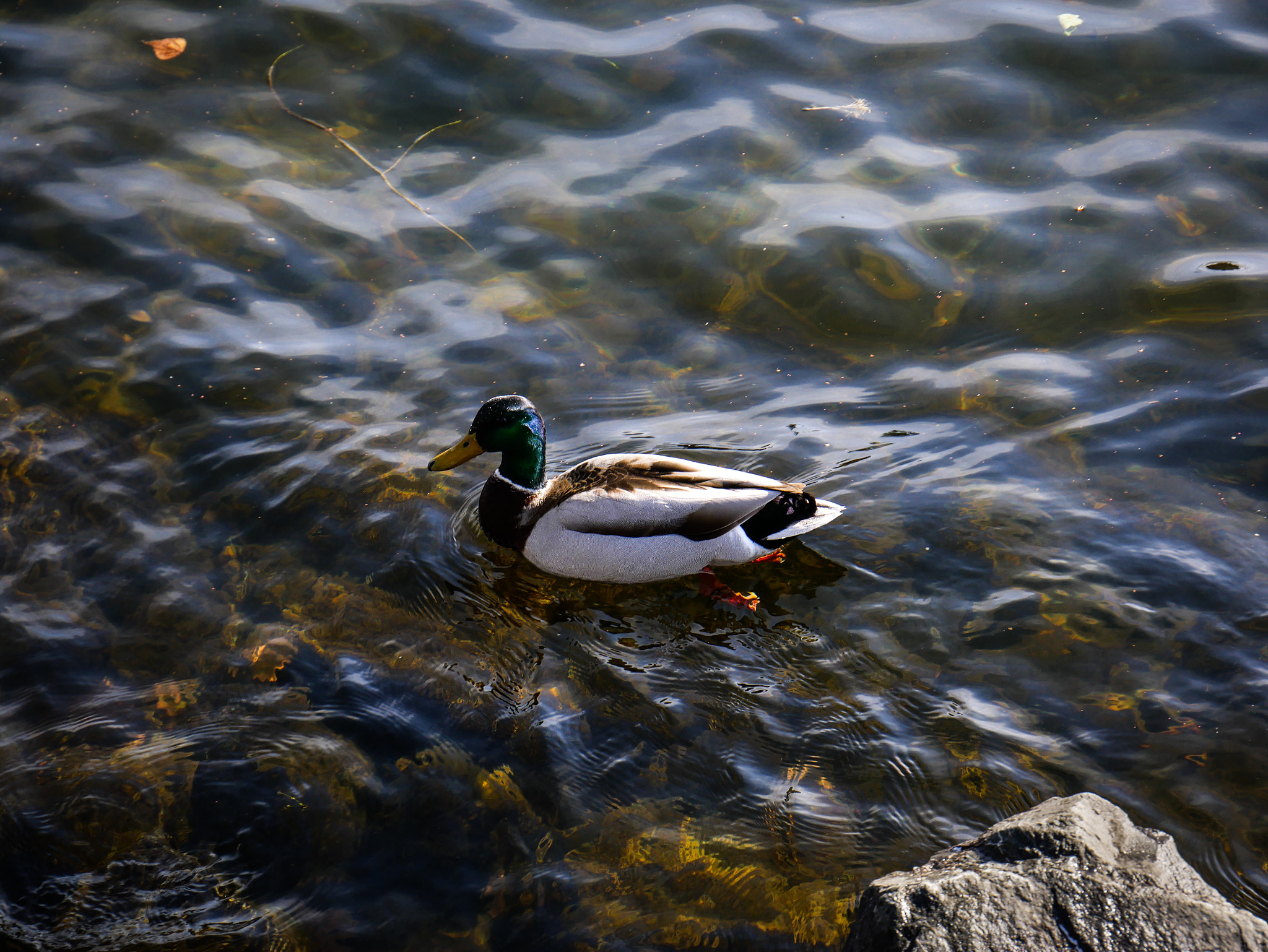 Panasonic Lumix DMC-G85 (Lumix DMC-G80) sample photo. Birds the word photography