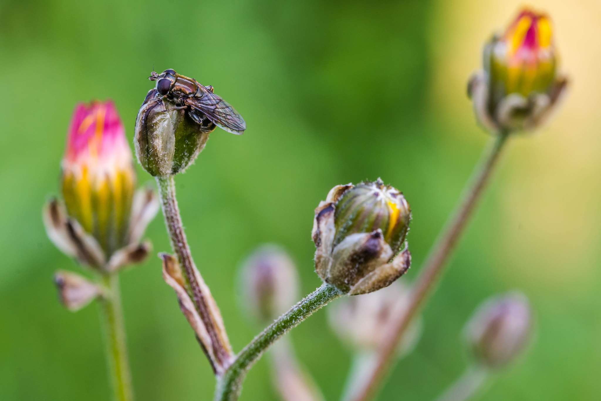 Sigma 105mm F2.8 EX DG OS HSM sample photo. Fly & flower photography