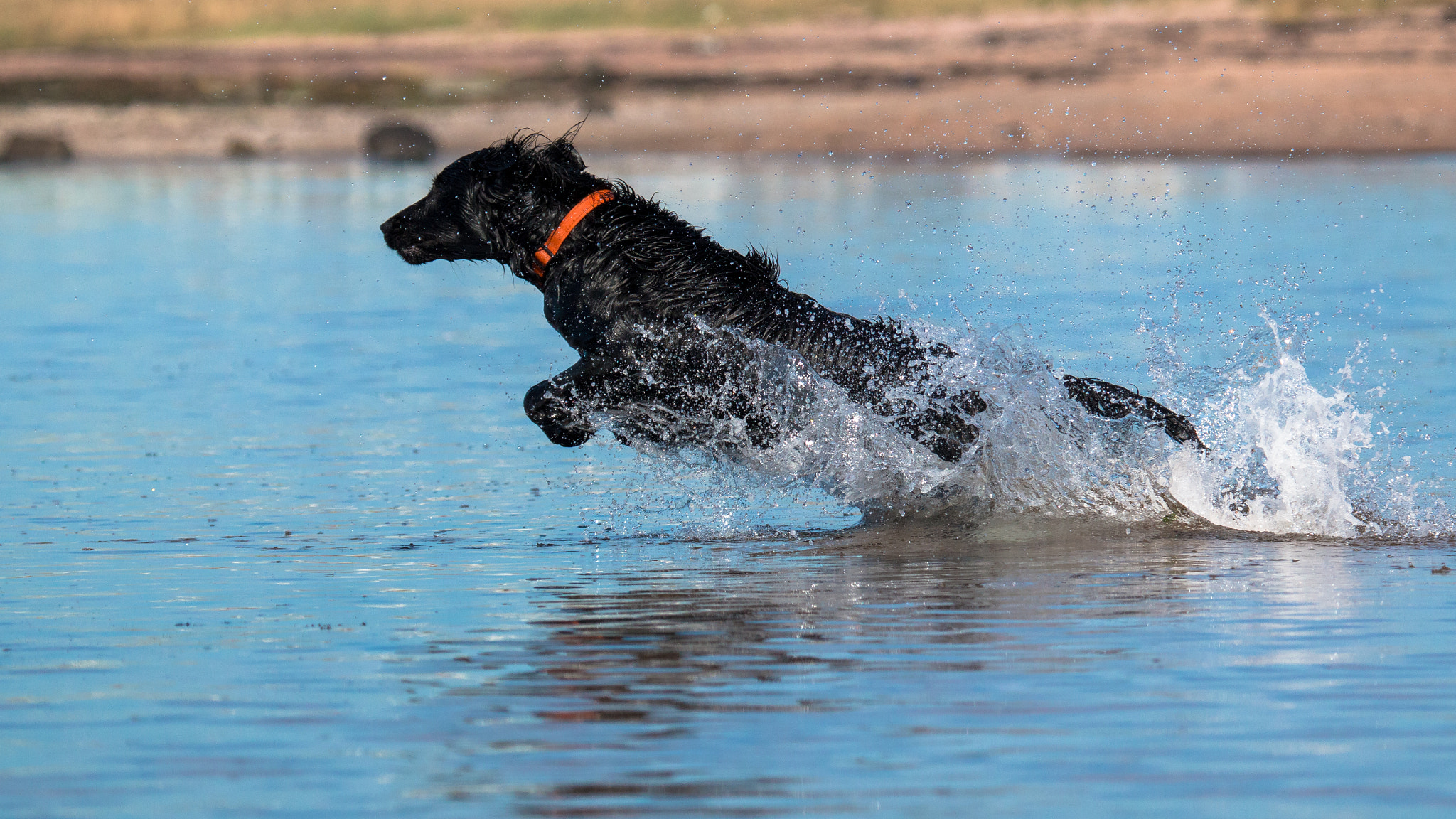 Canon EF 100-400mm F4.5-5.6L IS USM sample photo. Jett photography