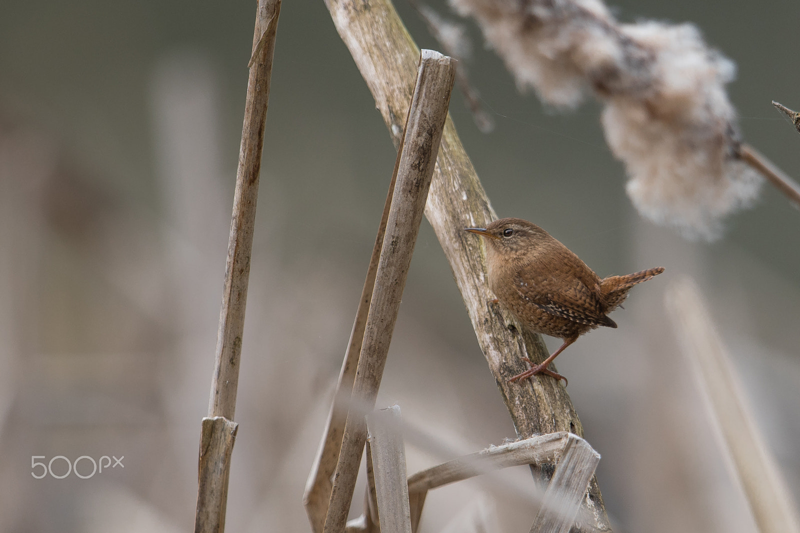 Nikon D500 + Nikon AF-S Nikkor 600mm F4G ED VR sample photo. Troglodyte photography