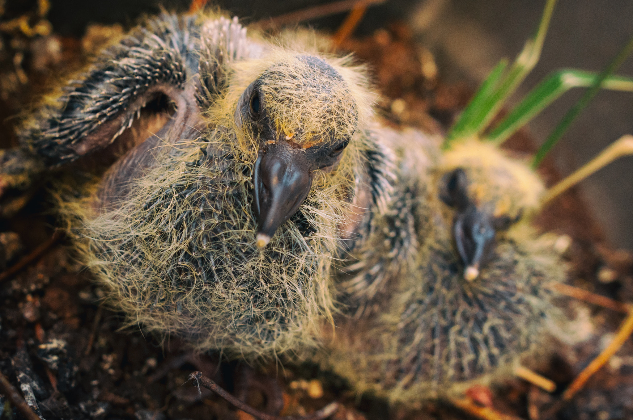 Nikon D90 + Sigma 24mm F1.8 EX DG Aspherical Macro sample photo. Young pigeons photography