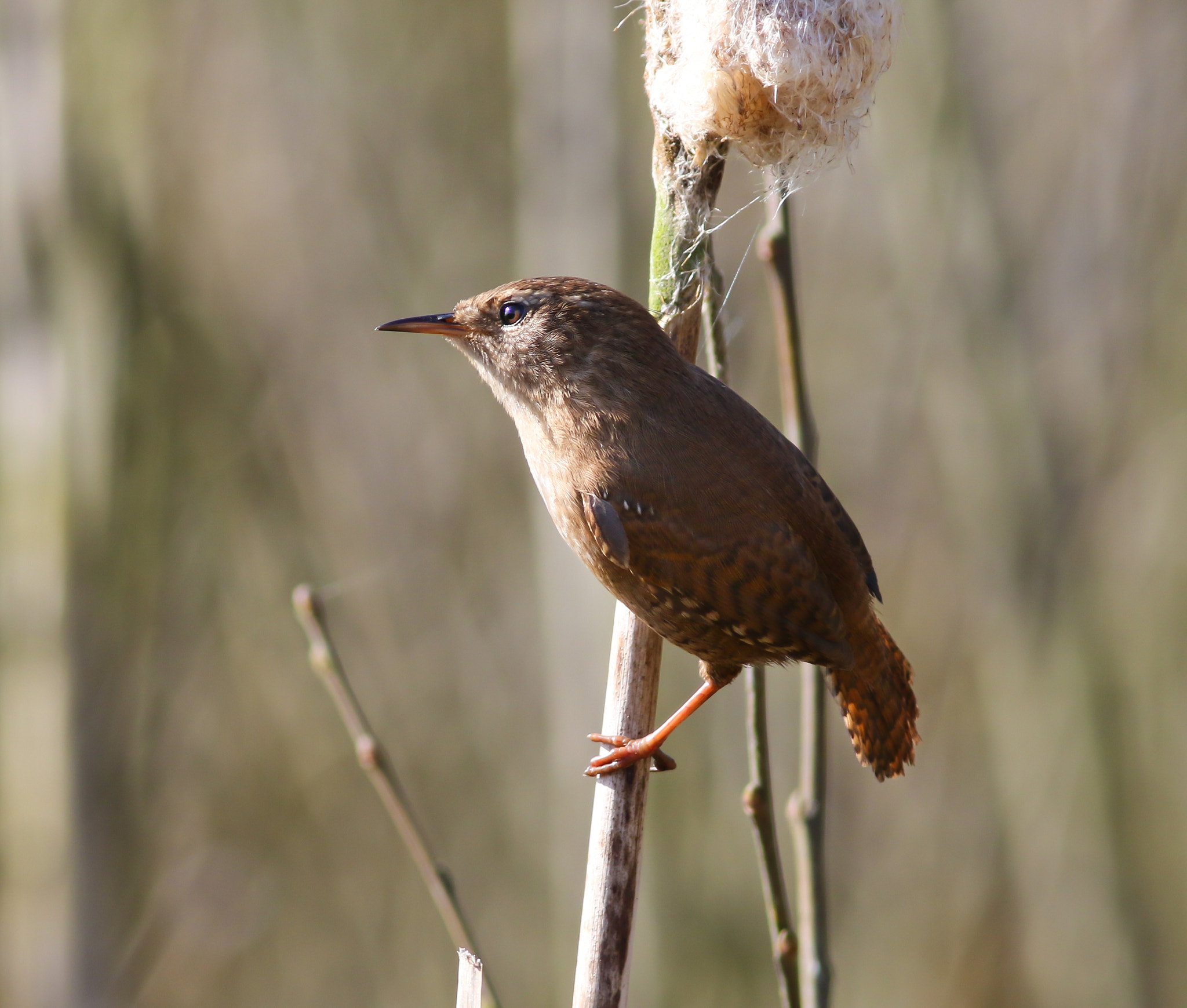Canon EF 300mm F4L IS USM sample photo. Wren photography