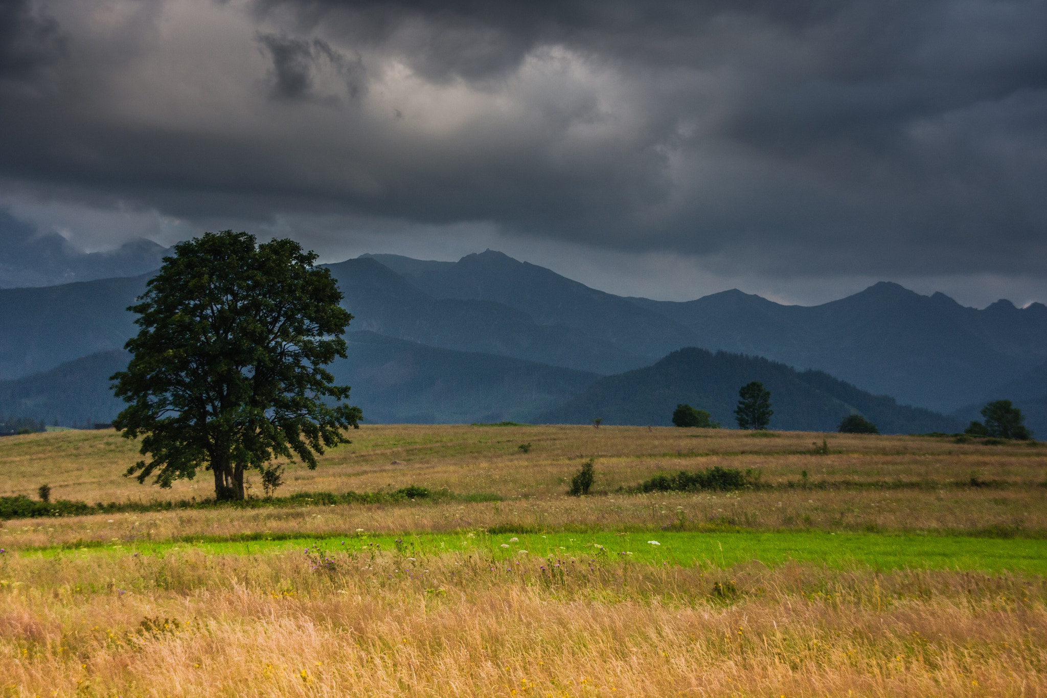 Sigma 18-200mm f/3.5-6.3 DC OS sample photo. Tree in the wilderness photography