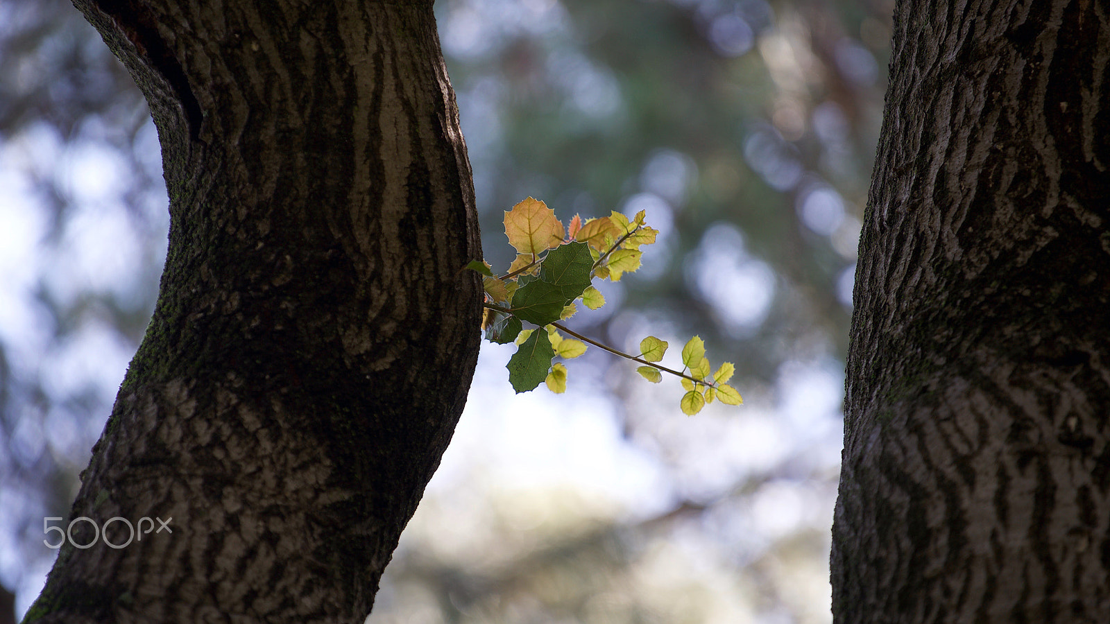 Sony a7S II + Sony FE 70-200mm F4 G OSS sample photo. Yearning photography