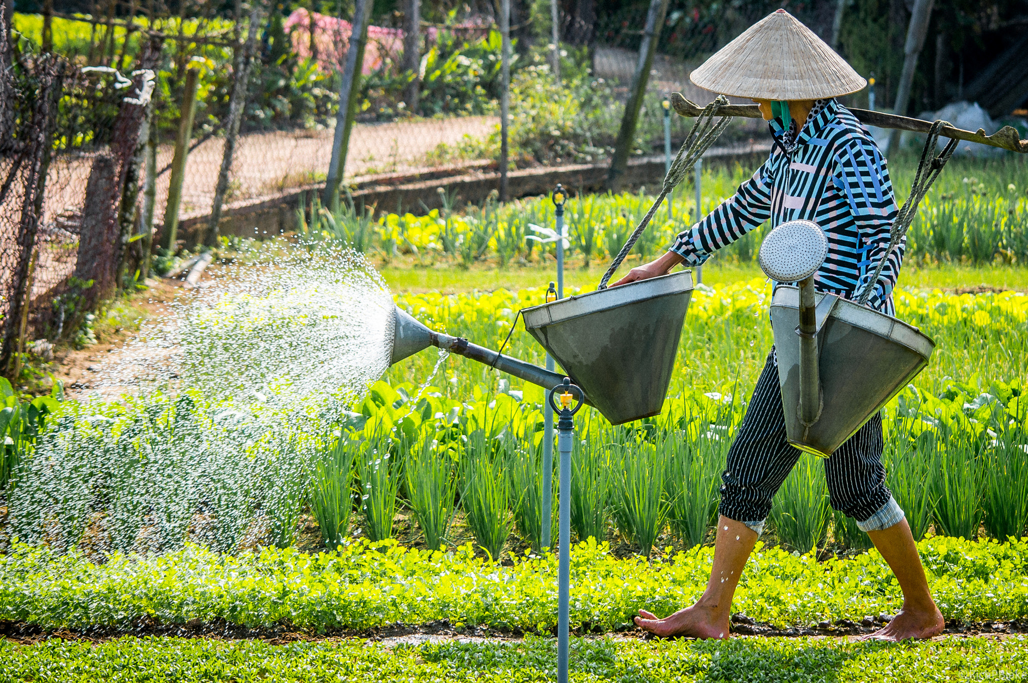 Nikon D610 sample photo. The watering can photography